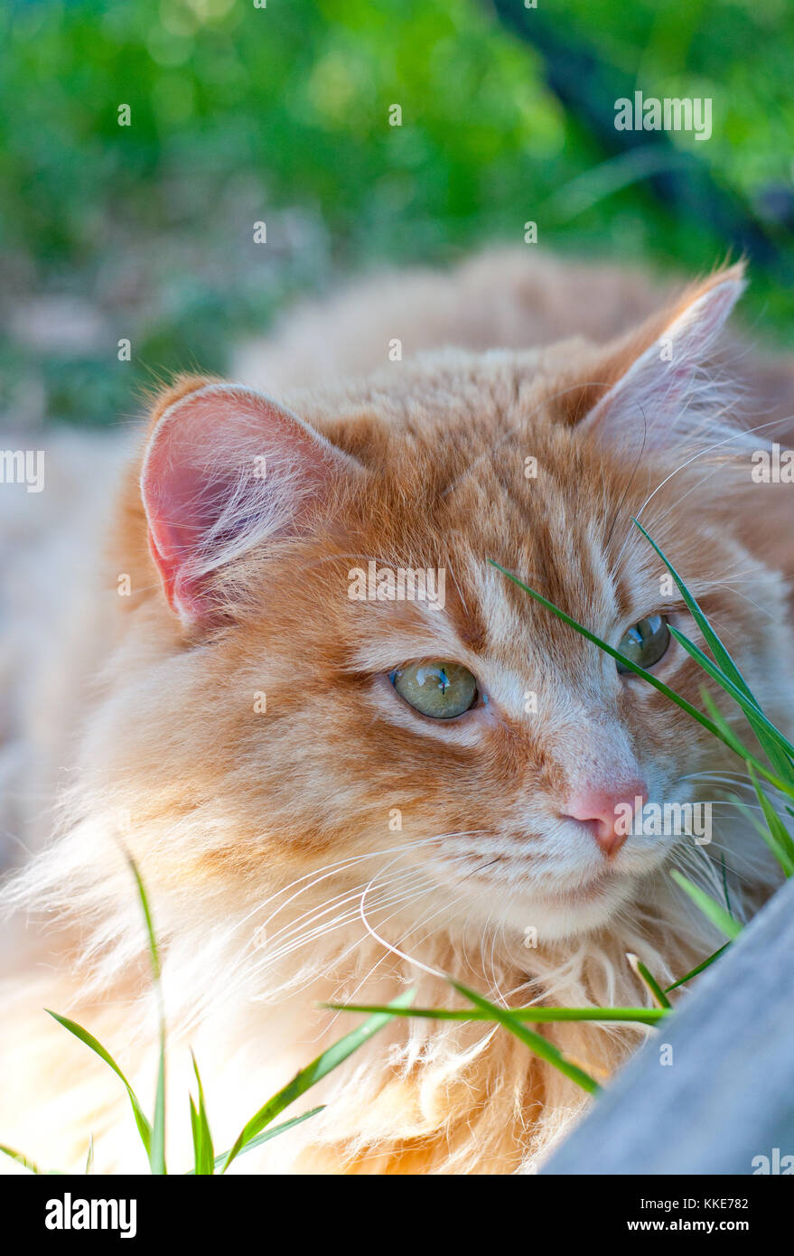 A beautiful orange tabby cat resting in the shade. Peaceful Stock Photo ...