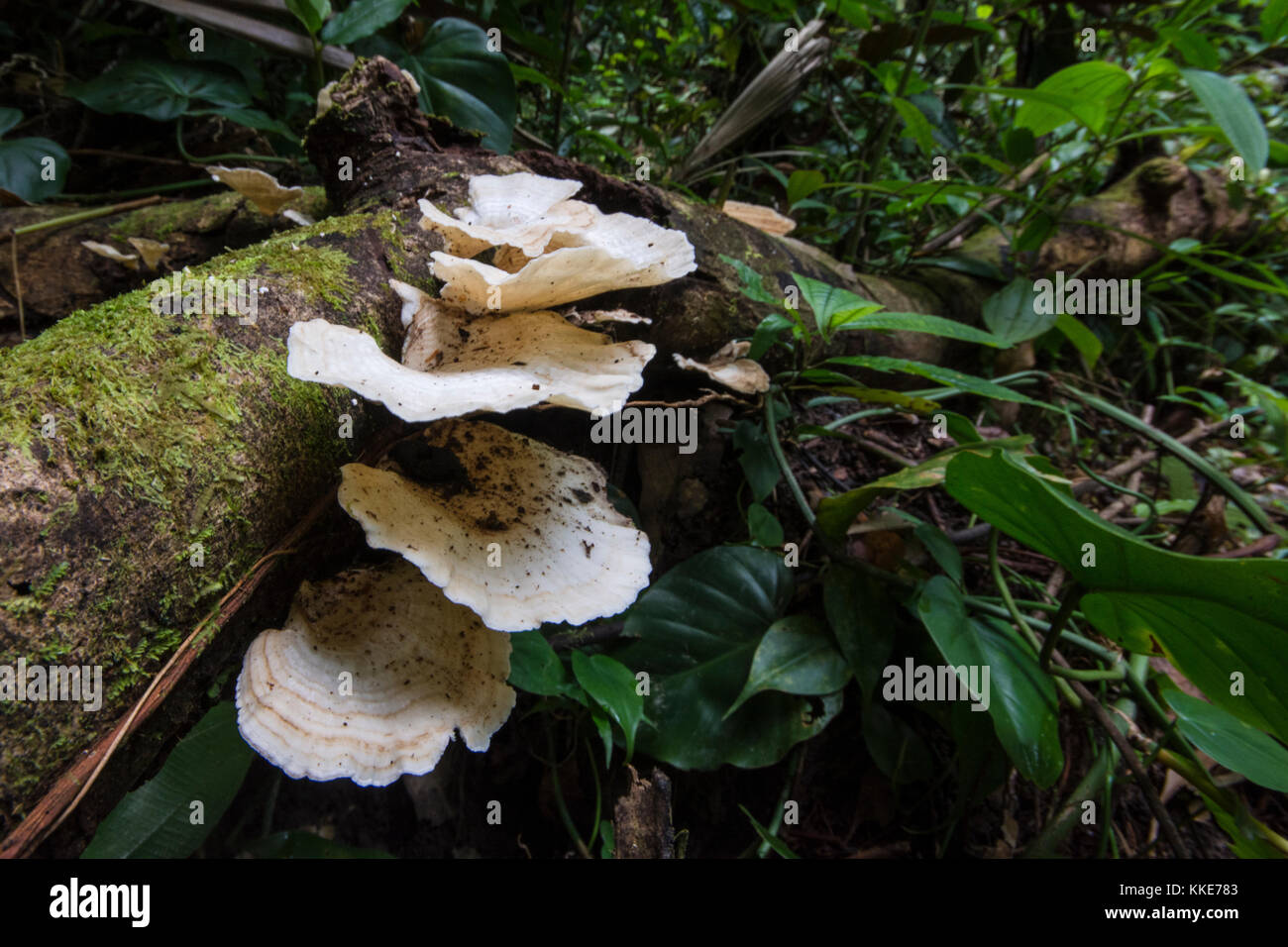 Some sort of tropical mushroom growing on a fallen tree in the jungle. Stock Photo