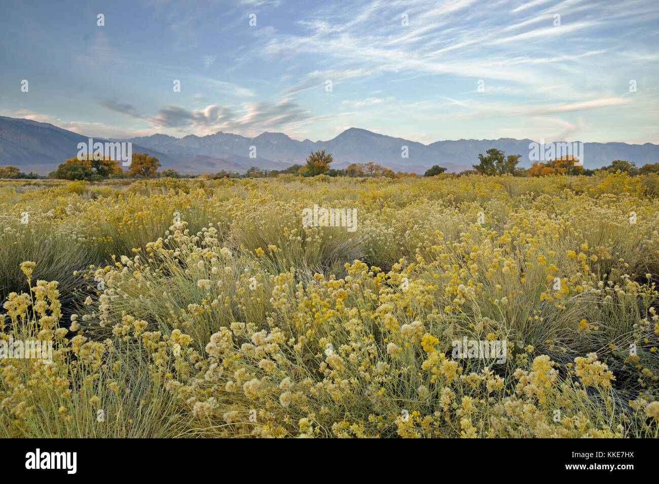 morning in the Owens Valley near Bishop California in the fall with rabbitbrush in the foreground Stock Photo