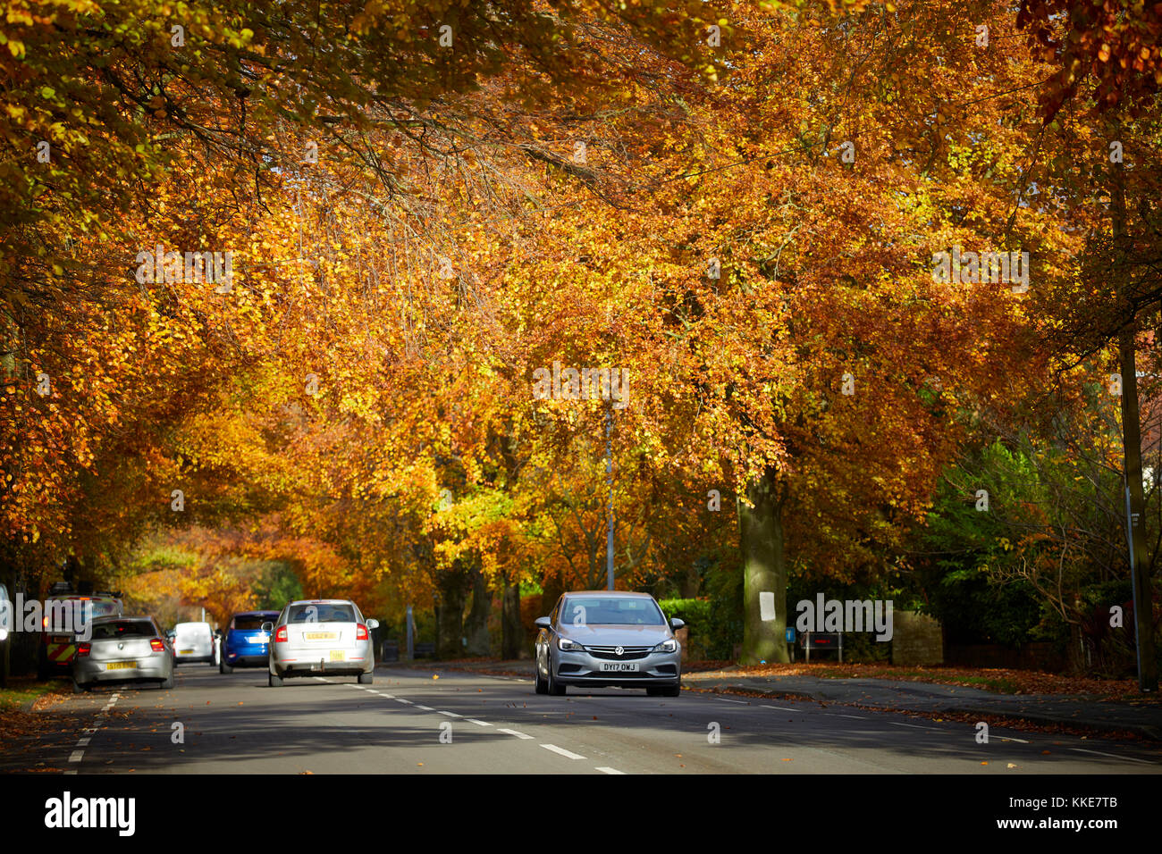 Wilmslow golden autumn leaves cover Manchester Road towards Handforth Stock Photo