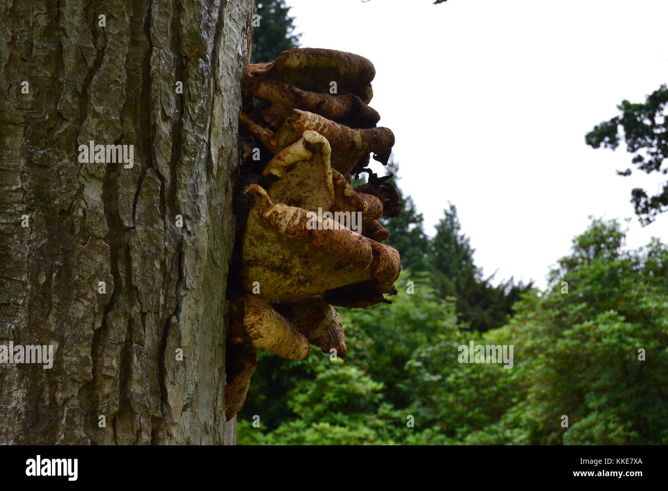 Fungus growing on tree in forest Stock Photo