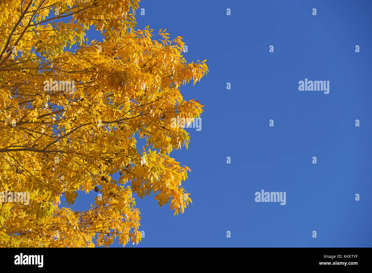 Yellow autumn leaves hi-res stock photography and images - Alamy