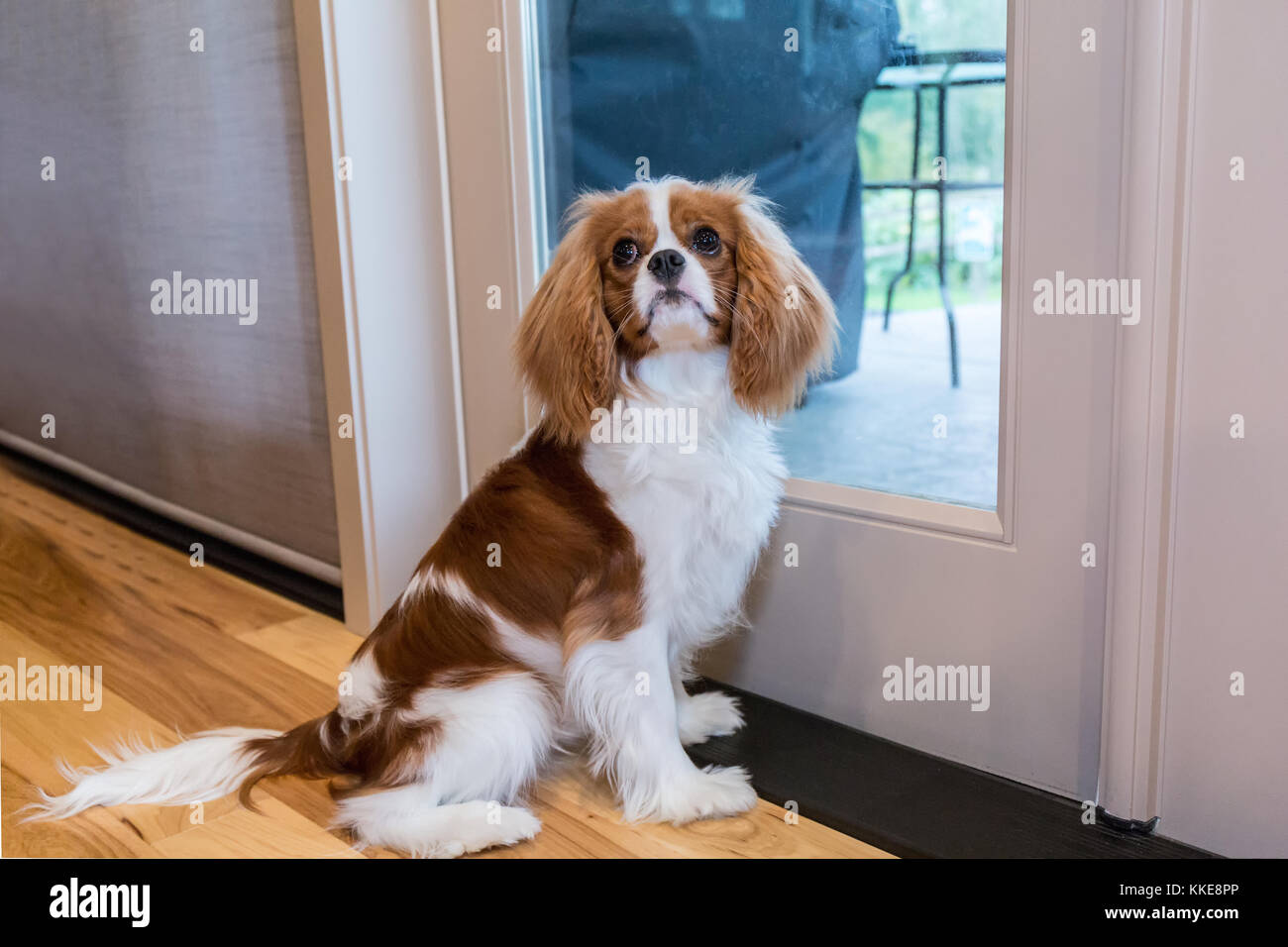 Cavalier King Charles Spaniel puppy 'Bode' begging to go outside in Maple Valley, Washington, USA Stock Photo