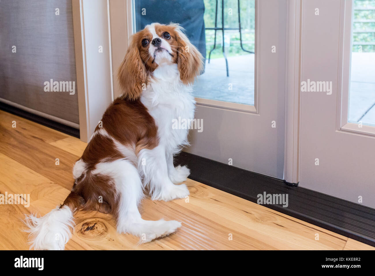 Cavalier King Charles Spaniel puppy 'Bode' begging to go outside in Maple Valley, Washington, USA Stock Photo