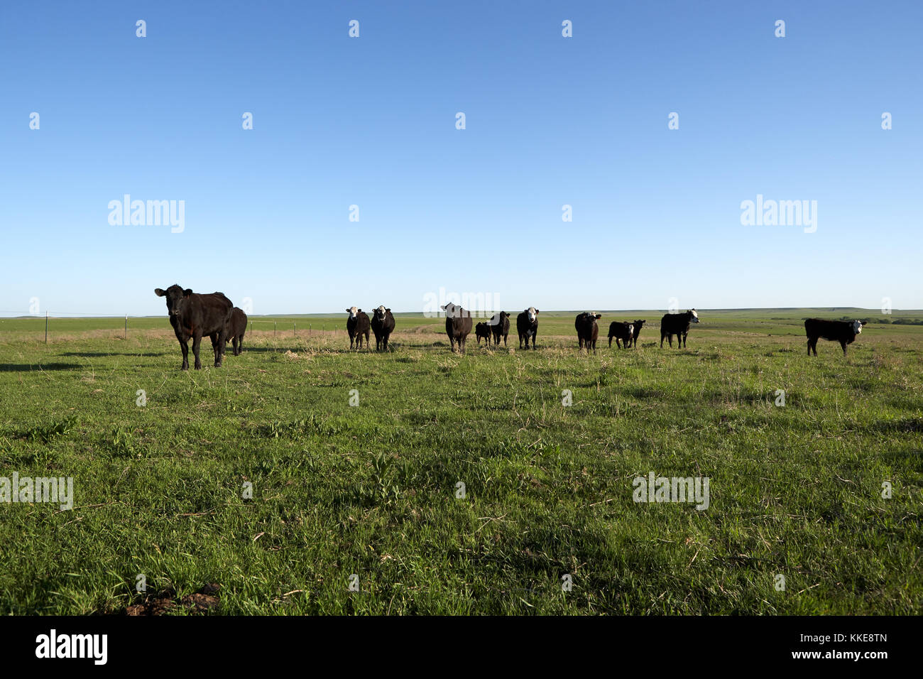 Black beef cattle hi-res stock photography and images - Alamy