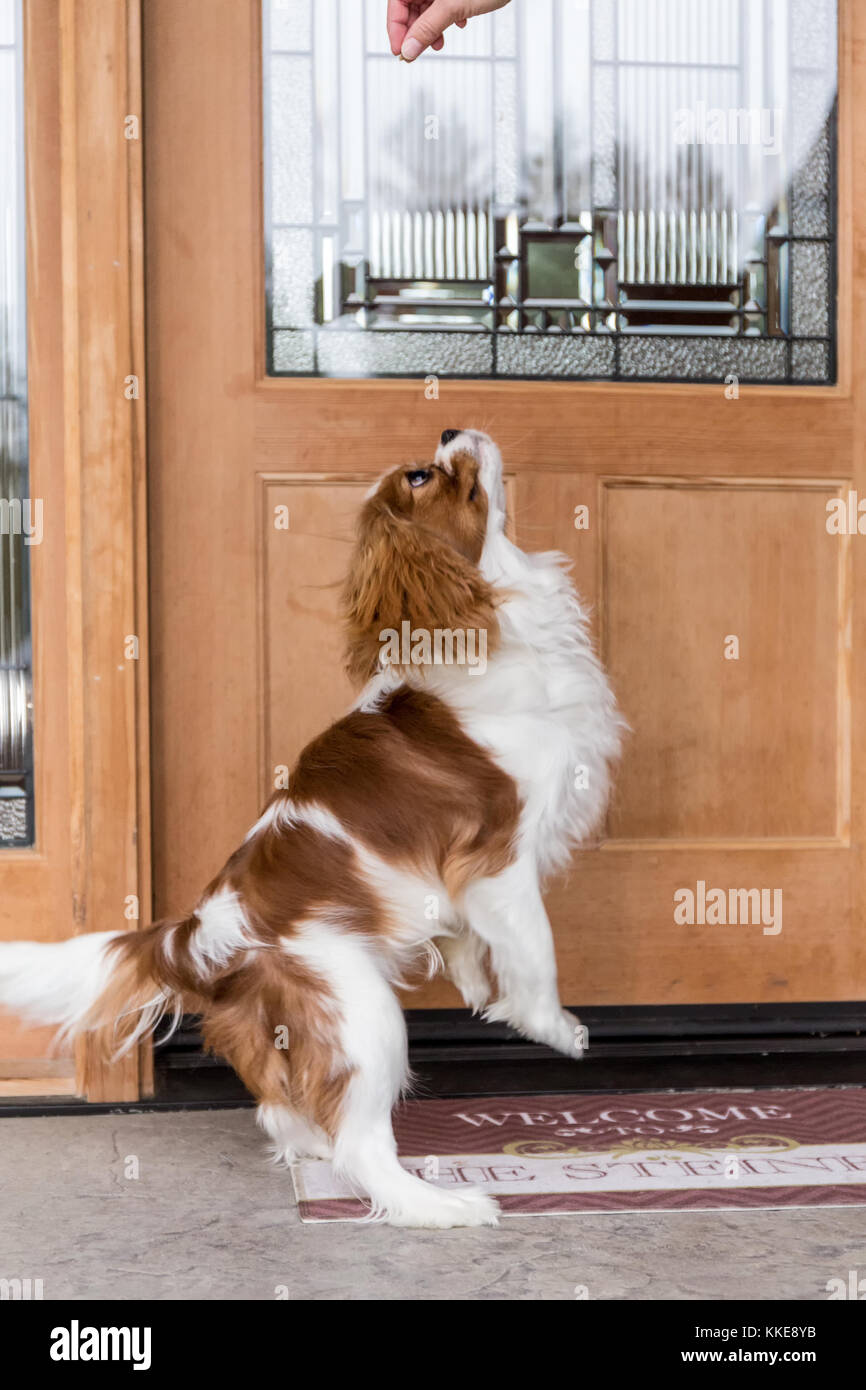 Cavalier King Charles Spaniel puppy "Bode" jumping up to get a treat in front of his home in Maple Valley, Washington, USA Stock Photo