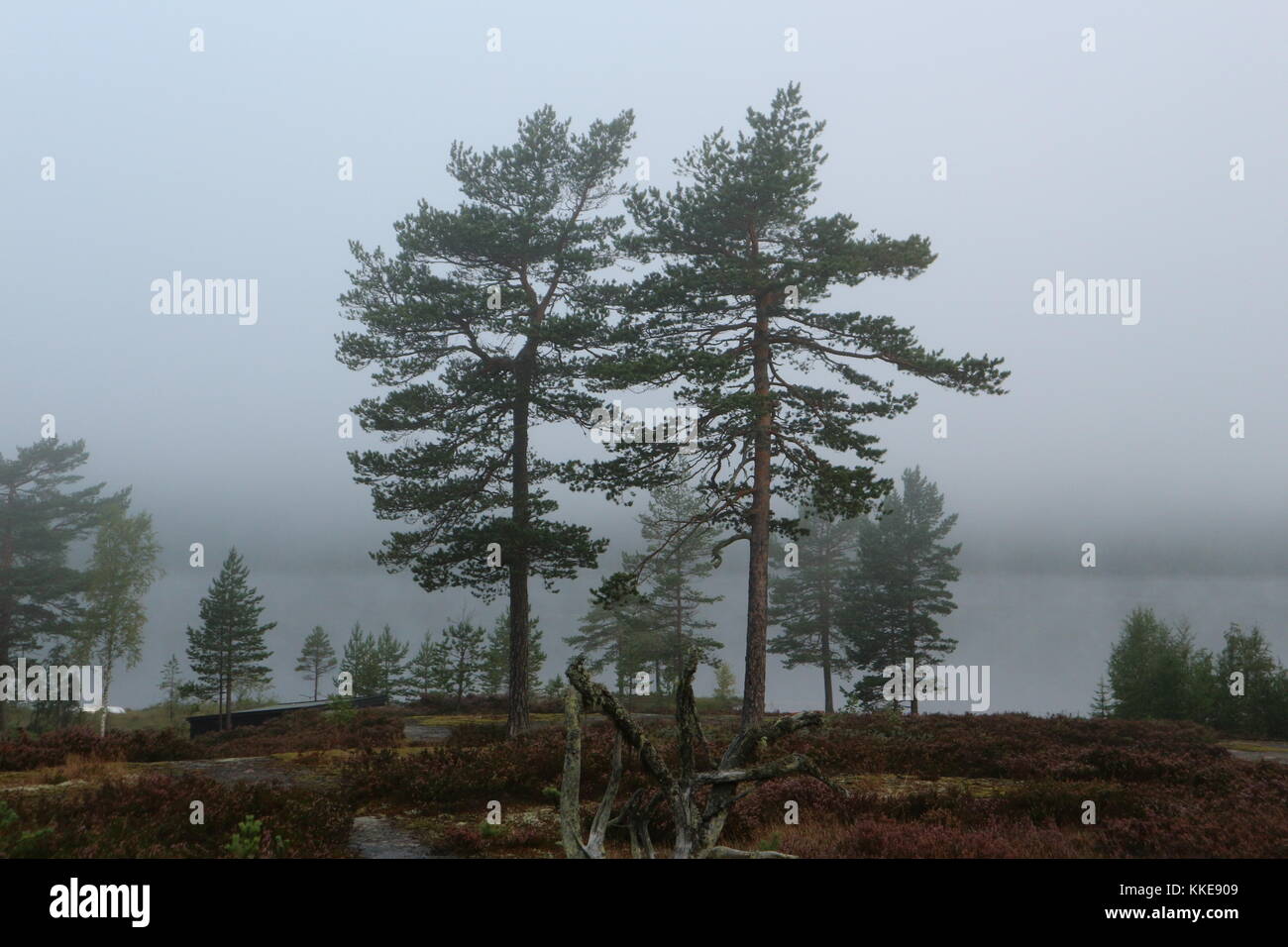 Fog scenery with trees hi-res stock photography and images - Alamy