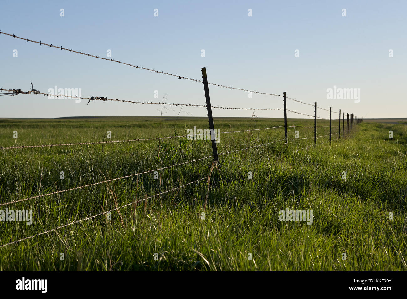 Rustic barbed wire fence around agricultural land with strands of hair ...