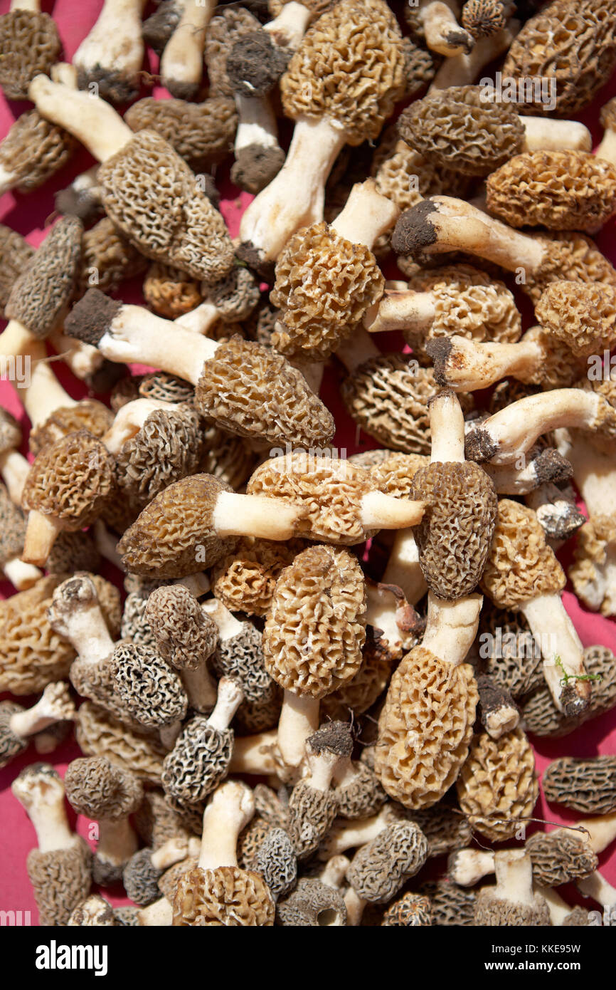 Pile of freshly harvested morel mushrooms a sort after culinary