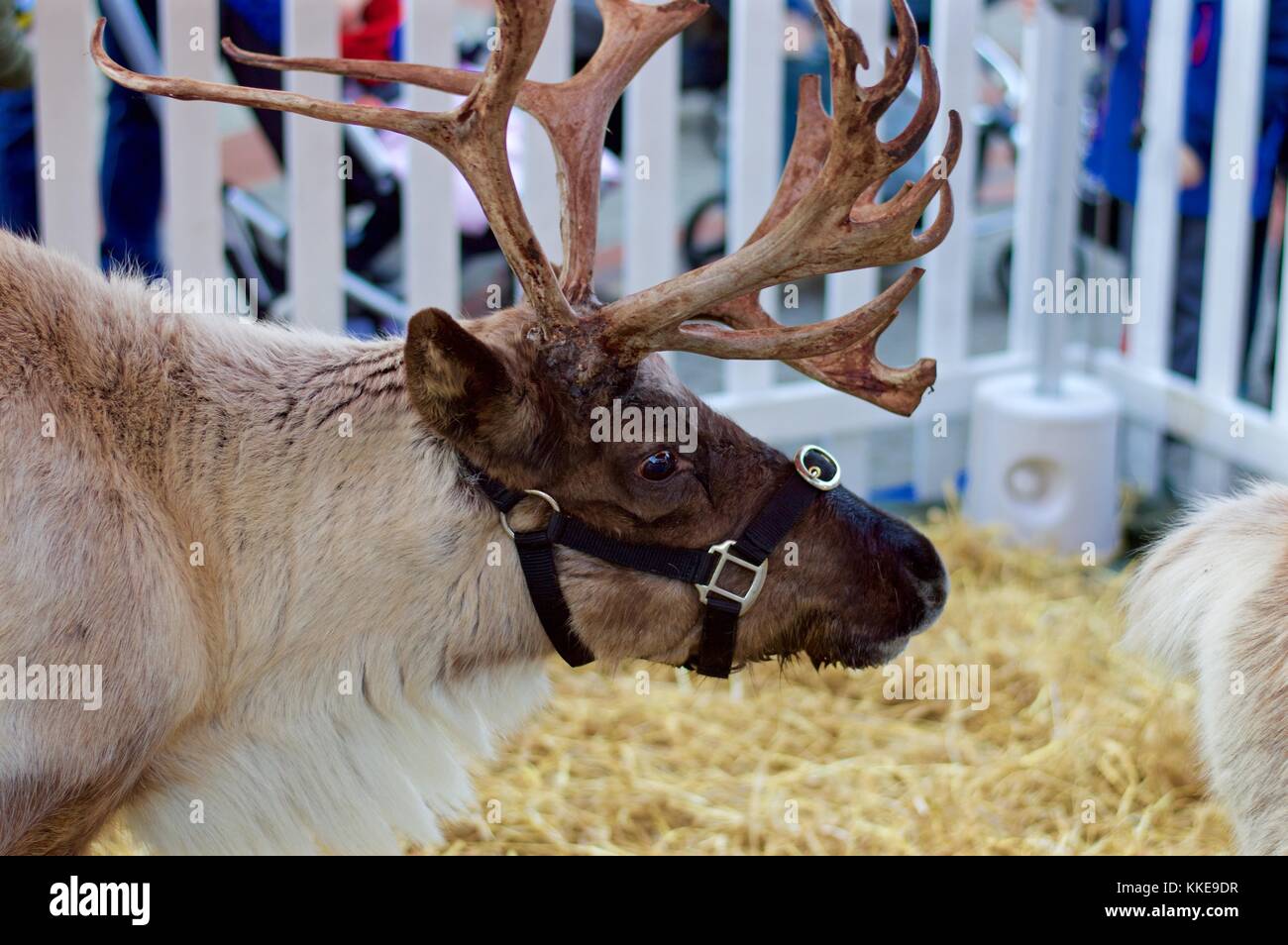 Zoo Lights Stock Photos & Zoo Lights Stock Images Alamy