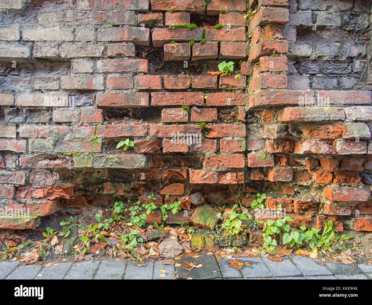 Old brick wall plants growing hi-res stock photography and images - Alamy