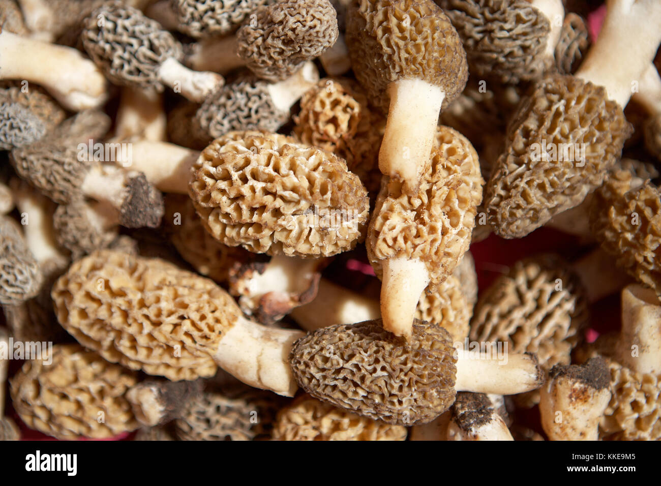 Fresh Morels Background texture of fresh morel mushrooms hand picked in woodland in ...