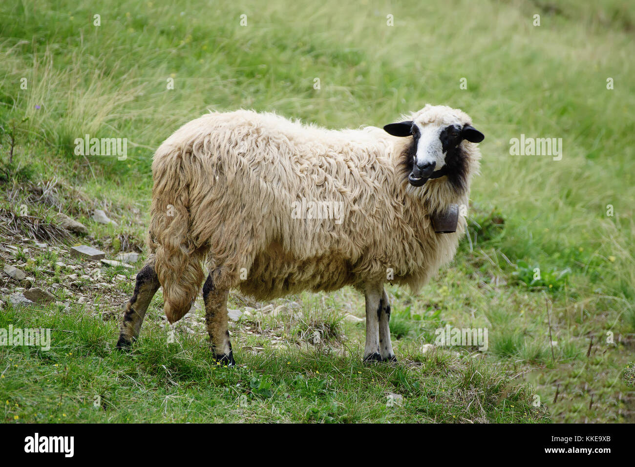 Grazing white sheep Stock Photo - Alamy