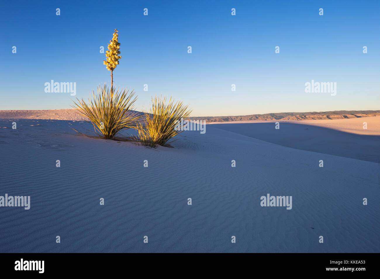 Sunset light illuminates a Soapweed Yucca on a sand dune in White Sands National Park, New Mexico, USA Stock Photo