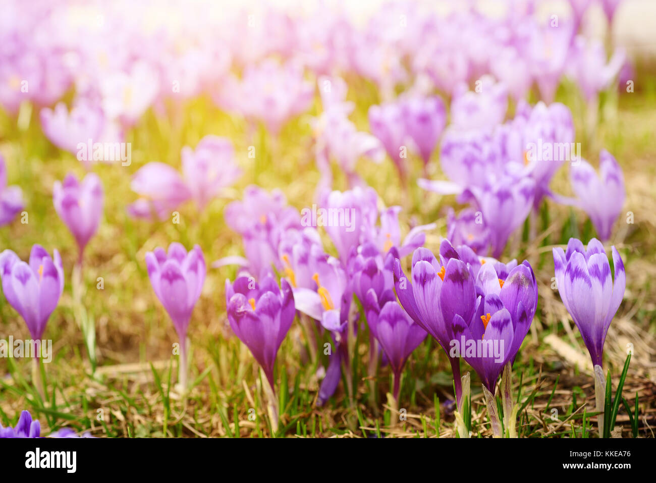 Spring crocus flowers Stock Photo - Alamy