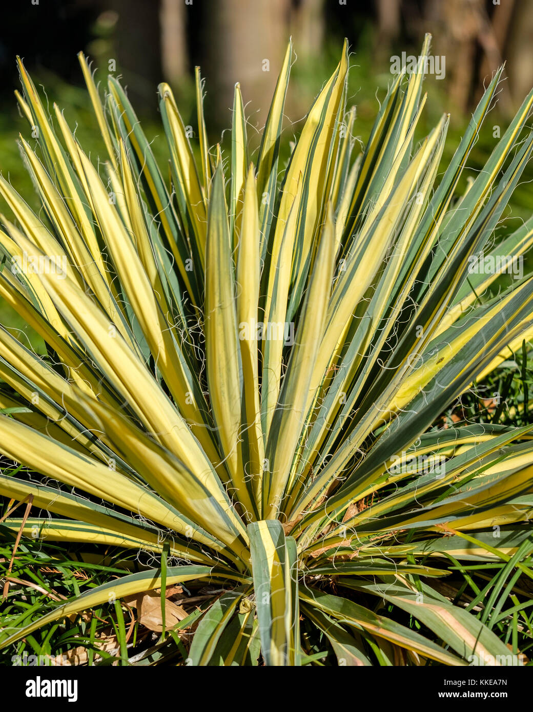 Yucca Color Guard, Yucca filamentosa, growing in a botanical garden in Oklahoma City, Oklahoma, USA. Stock Photo