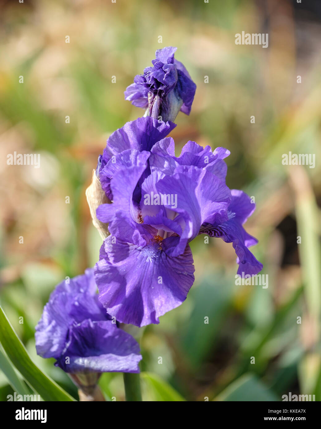 Tall Bearded Iris, Intermediate Iris, Purple Iris, ‘Double Overtime’  Tasco '04 IB. Oklahoma City, Oklahoma, USA. Stock Photo