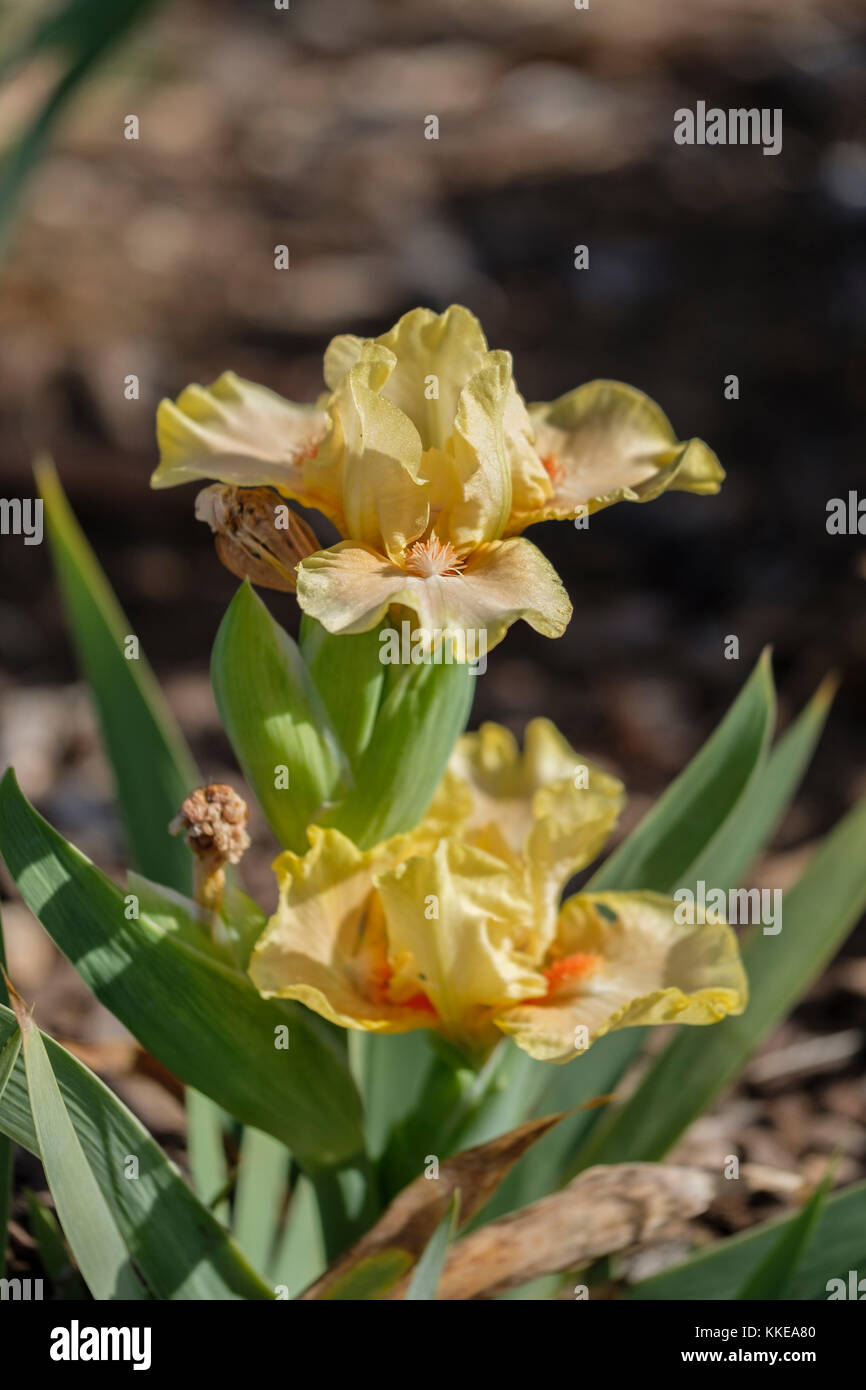 A yellow Iris flower blooming in late November after a hard freeze. Cultivar Segue, P. Black. Oklahoma City, Oklahoma, USA. Stock Photo