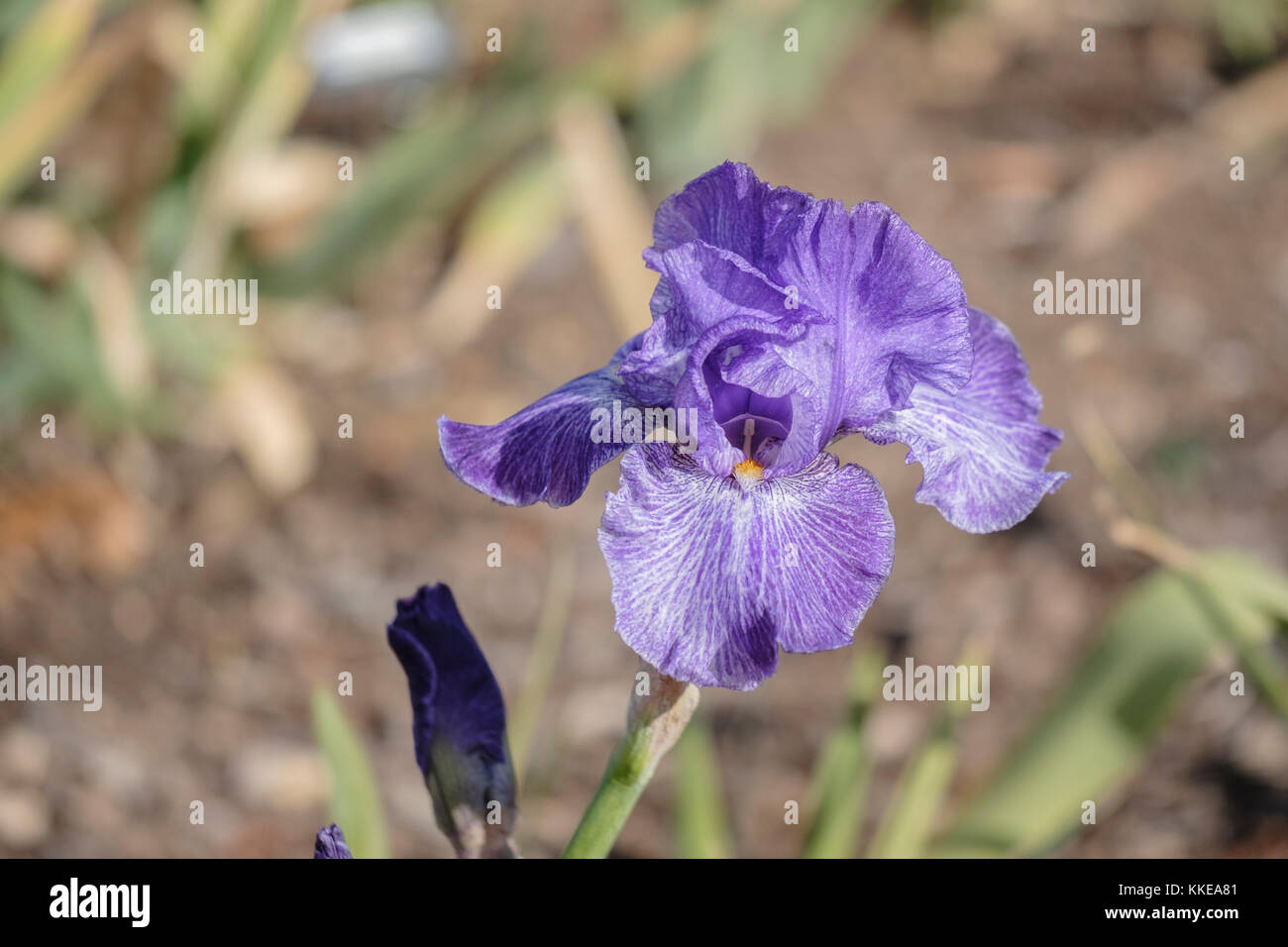 A Purple Iris cultivar, My Generation, Lauer '09 TB. Tall Bearded Iris, Intermediate Iris, Oklahoma City, Oklahoma, USA. Stock Photo