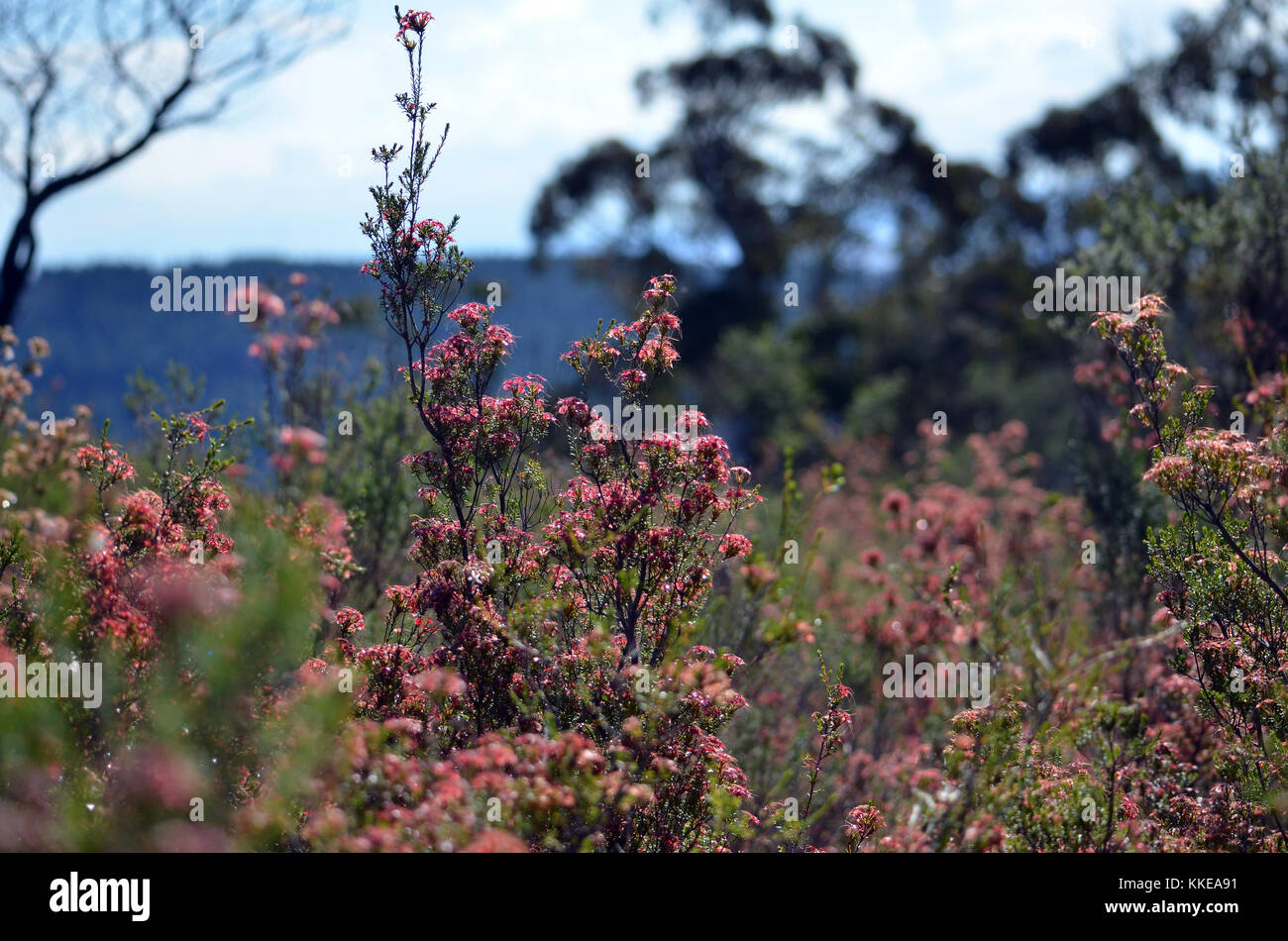 Deep red calyces of Australian native Fringe Myrtle flowers, Calytrix tetragona, Mt Canobolas State Conservation Area, Orange, NSW, Australia Stock Photo