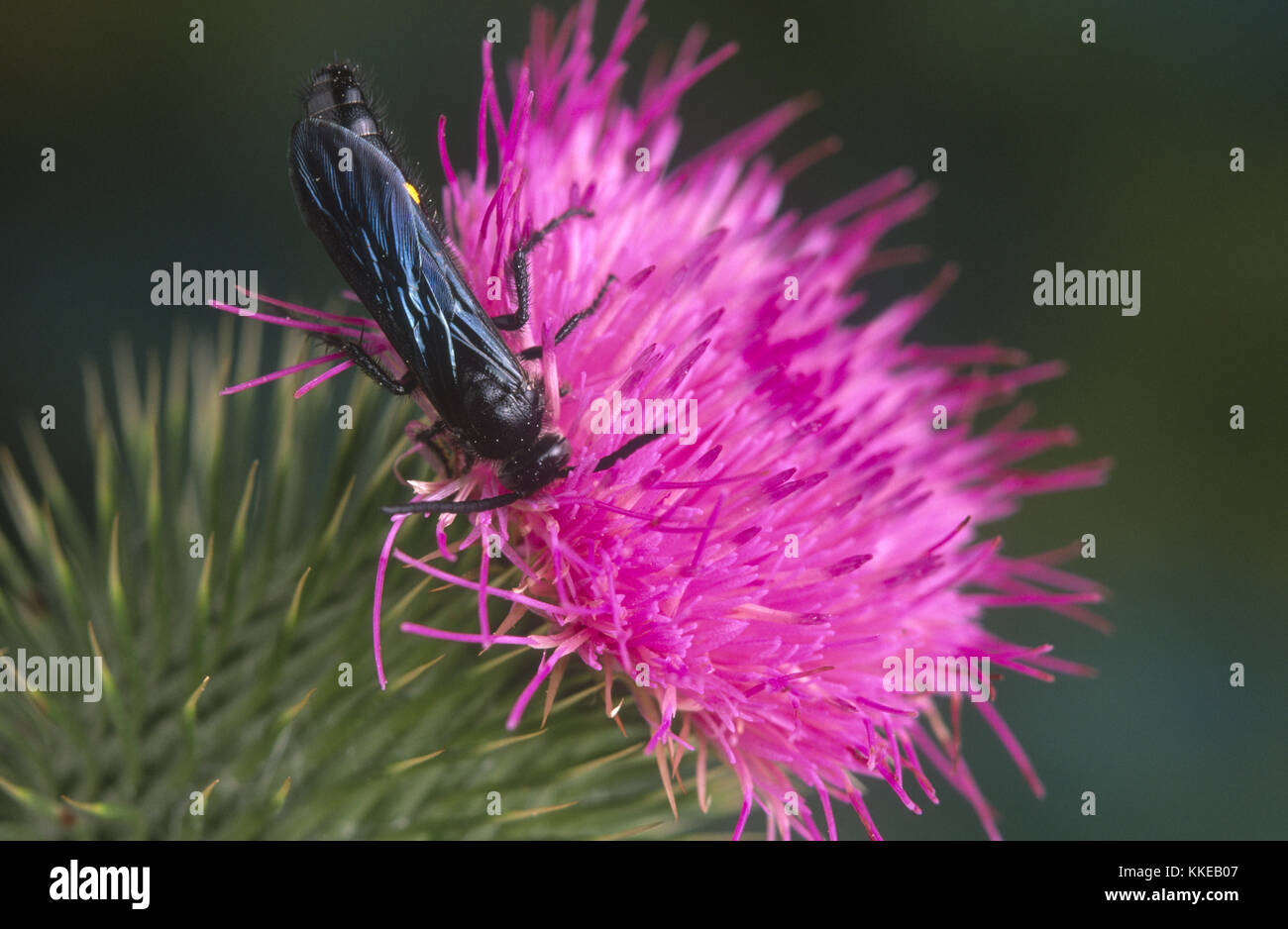Hairy Flower Wasp (Scoliidae) on Scotch thistle flower Stock Photo