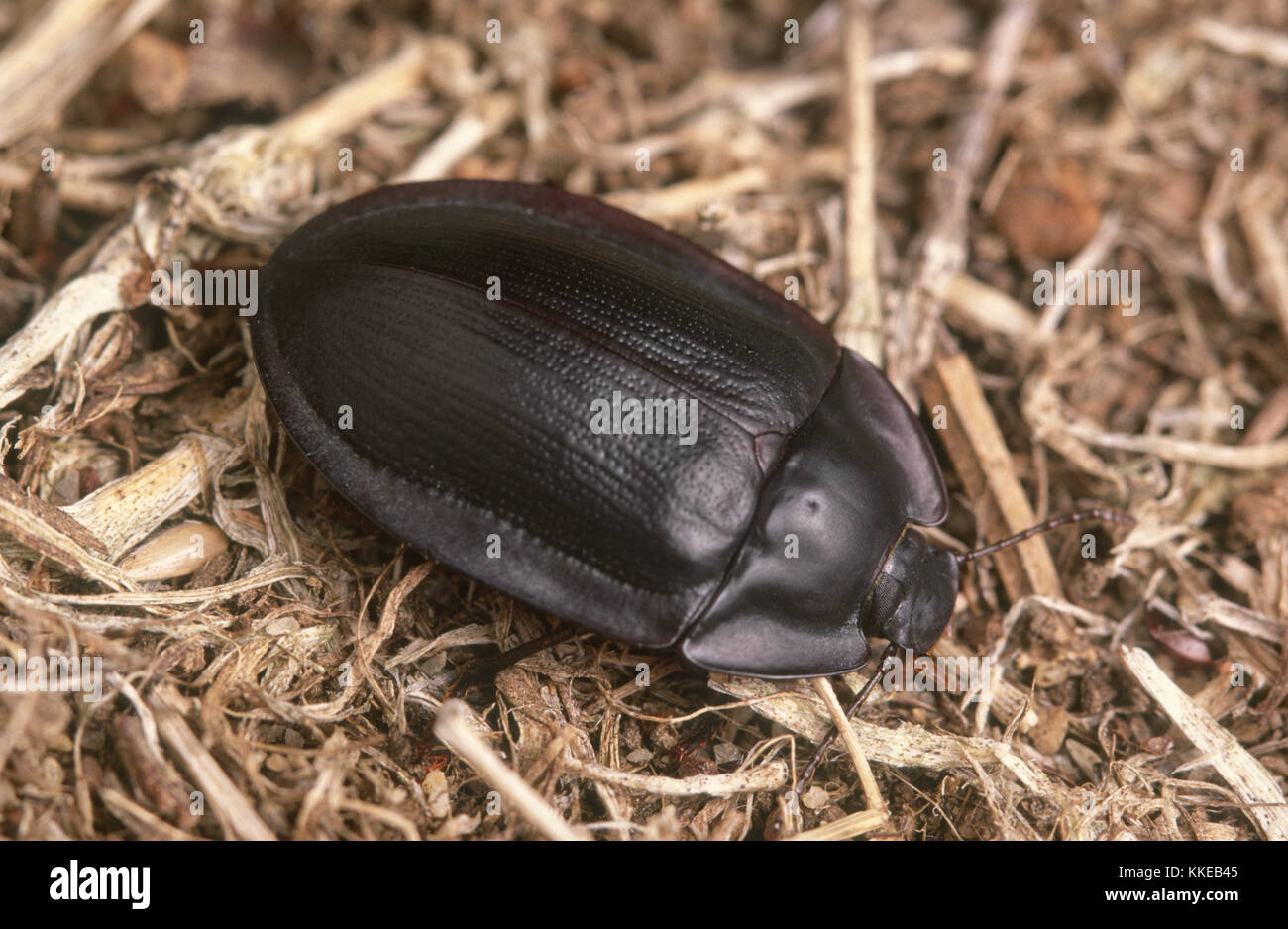 Australian piedish beetle Stock Photo