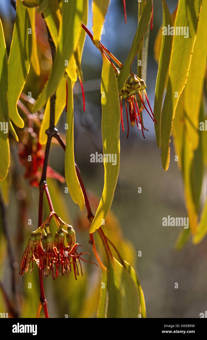 Drooping mistletoe (Amyema pendula) in flower Stock Photo