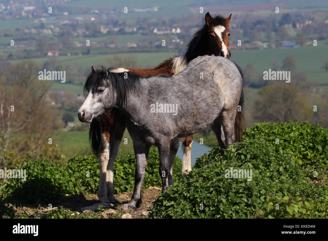 Welsh Section A Ponies Stock Photo Alamy
