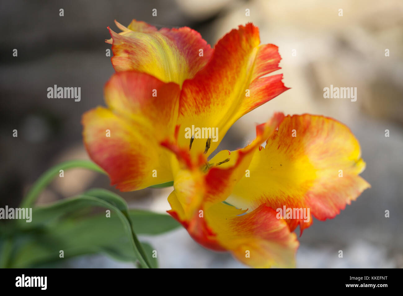 tulip in the garden Stock Photo - Alamy