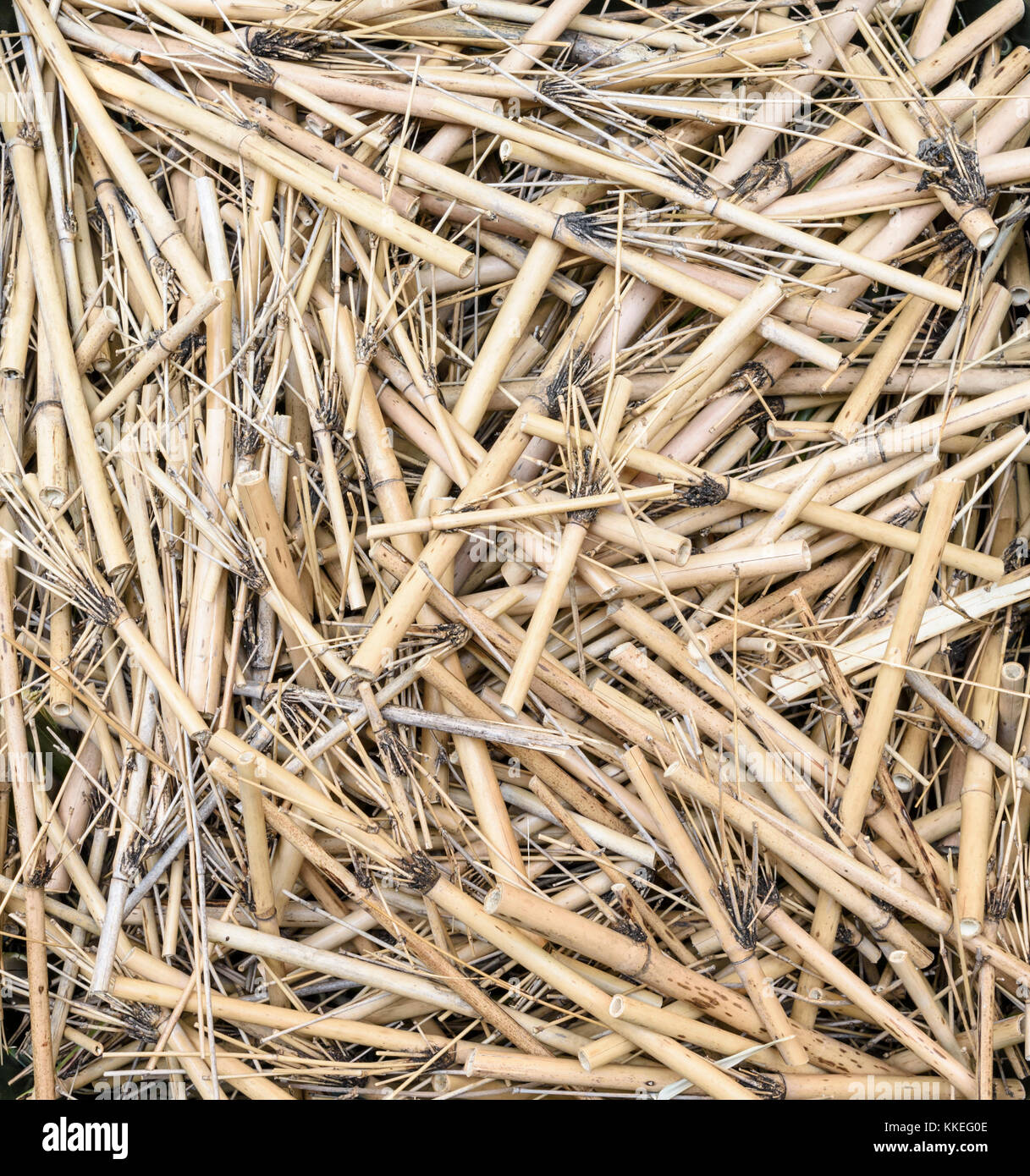 Abstract of dead bamboo stalks cut into pieces Stock Photo