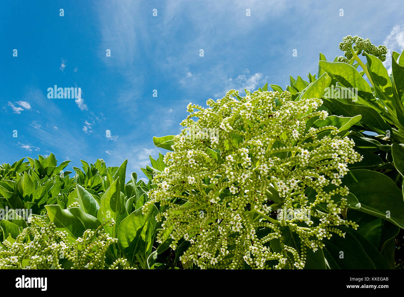 Feydhoo Finolhu Maldives Stock Photo - Alamy