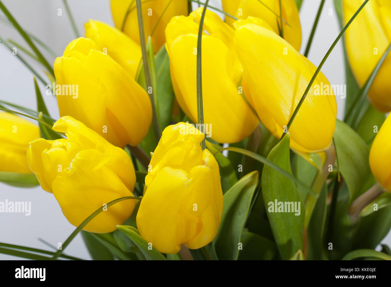 Yellow tulips isolated on white background Stock Photo - Alamy
