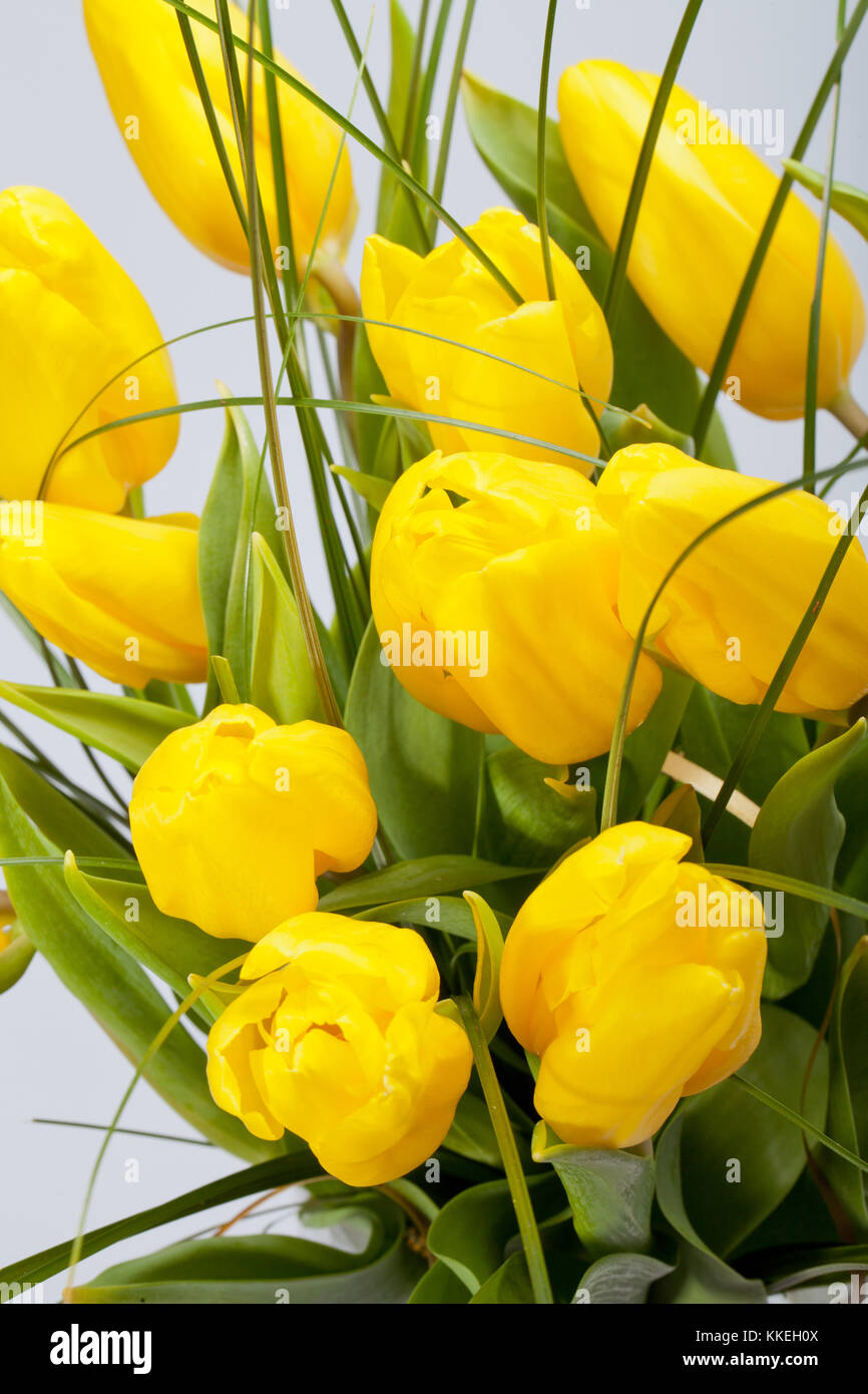 Yellow tulips isolated on white background Stock Photo - Alamy