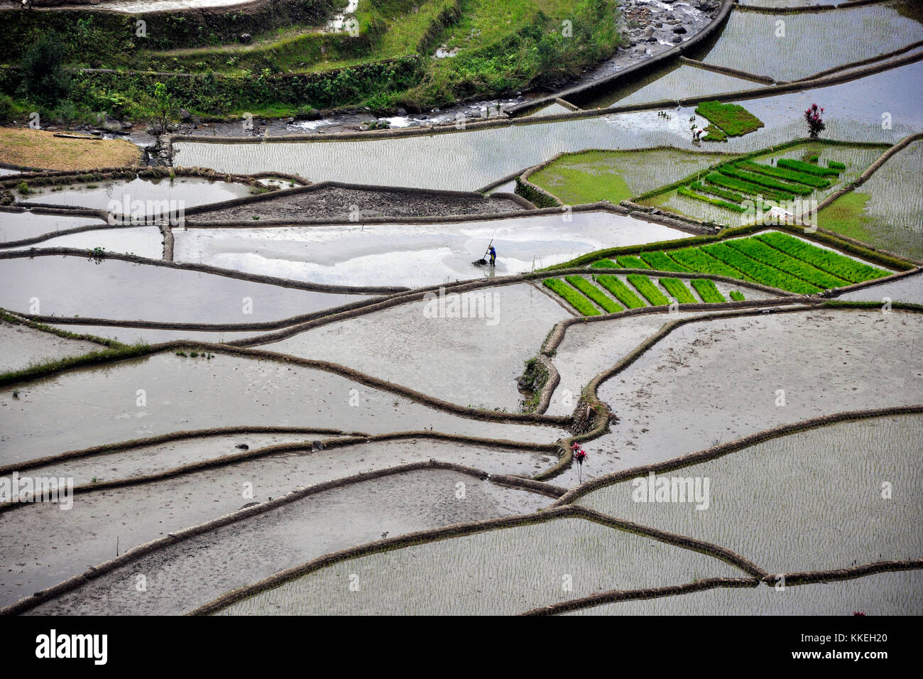 Philippines, Banaue rice fields Stock Photo - Alamy