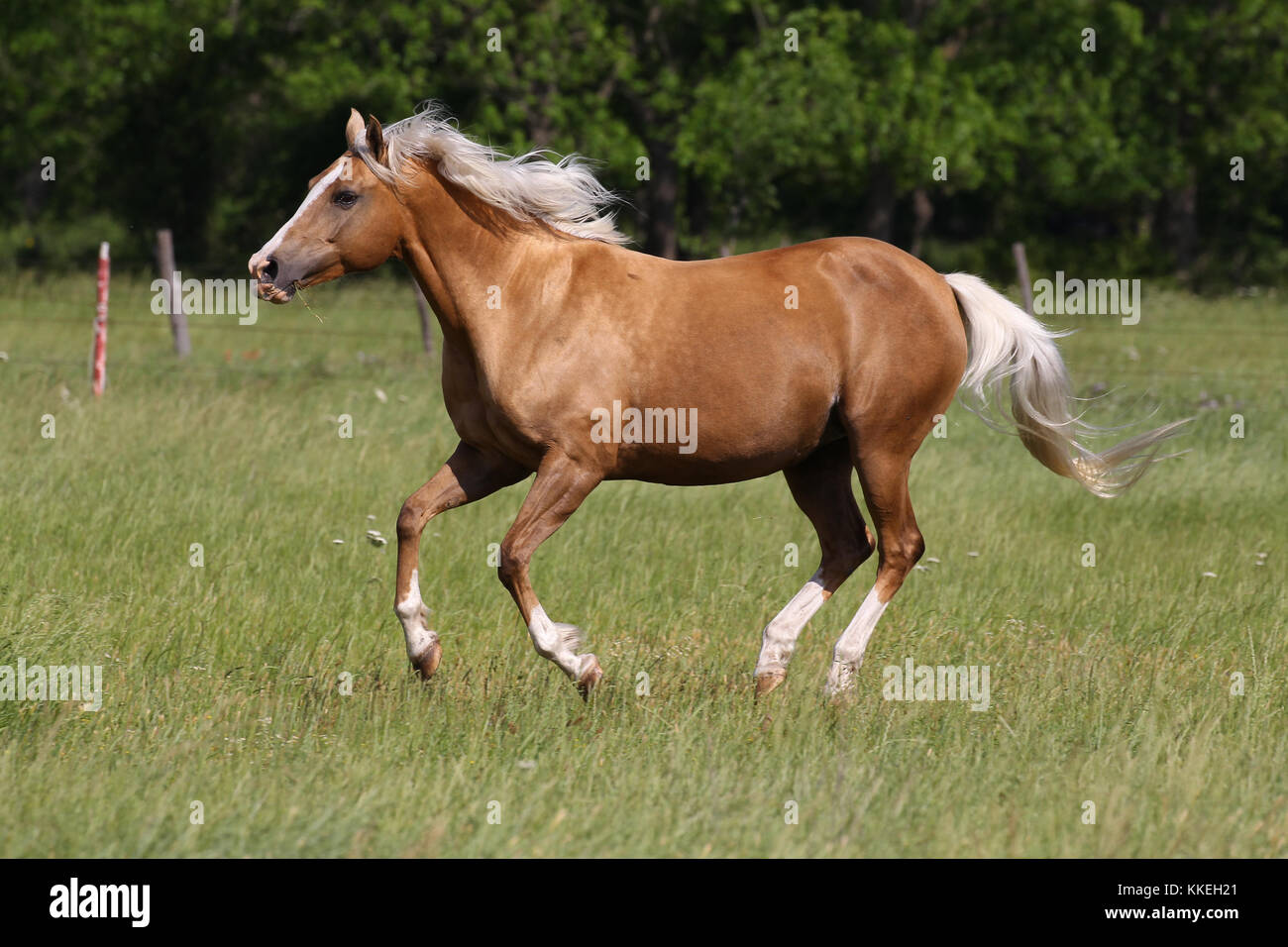 Arab X Palomino Stock Photo Alamy