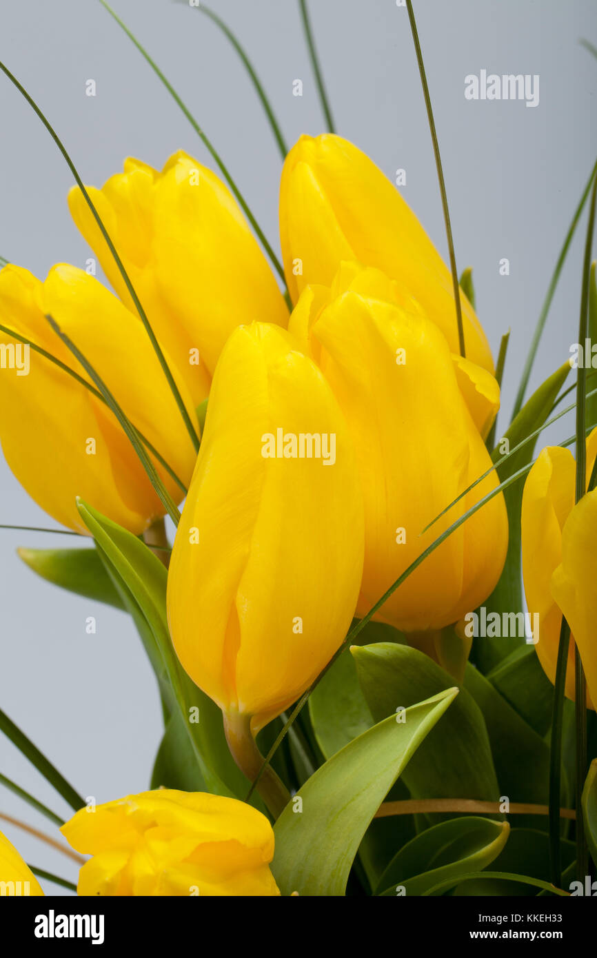 Yellow tulips isolated on white background Stock Photo - Alamy