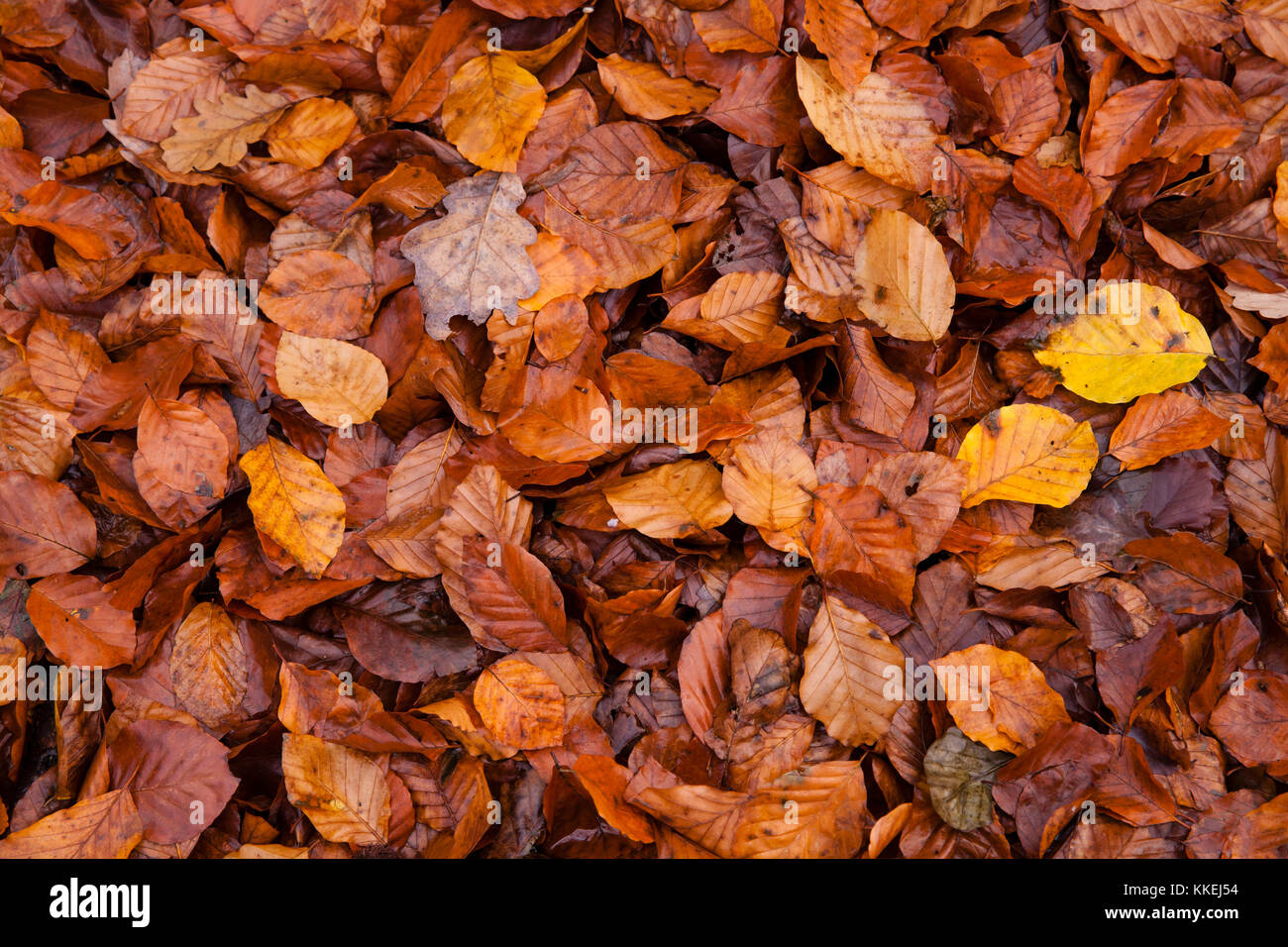 Germany, autumn in a forest at the Ruhrhoehenweg in the Ardey mountains near Wetter, autumn leaves.  Deutschland, Herbst im Wald am Ruhrhoehenweg im A Stock Photo