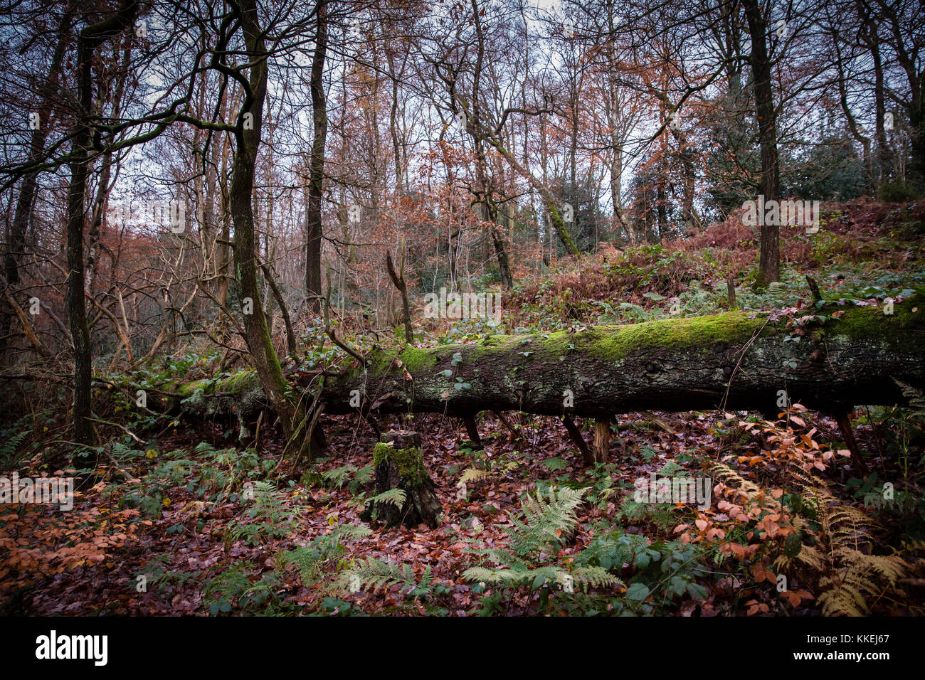 Germany, Ruhr area, forest at the Ardey mountains near Herdecke, fallen tree.  Deutschland, Ruhrgebiet, Wald im Ardeygebirge bei Herdecke, gefallener  Stock Photo