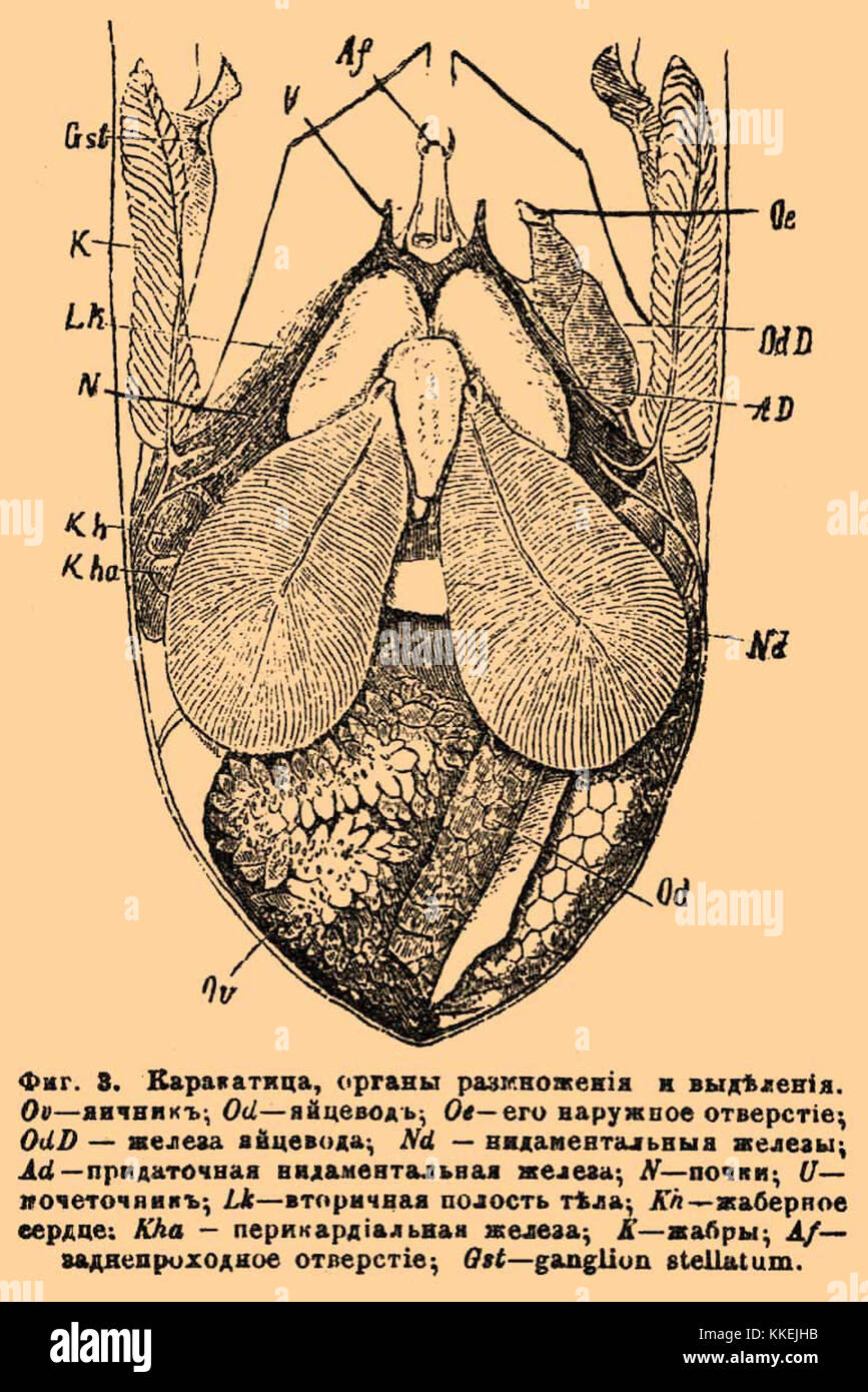 Строение каракатицы. Каракатица органы. Анатомия каракатицы. Каракатица строение тела.