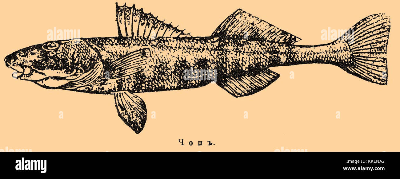 Окуневая рыба 4 буквы. Речные рыбы Чоп. Рыба из семейства окуневых. Род рыб. Zingel рыба.