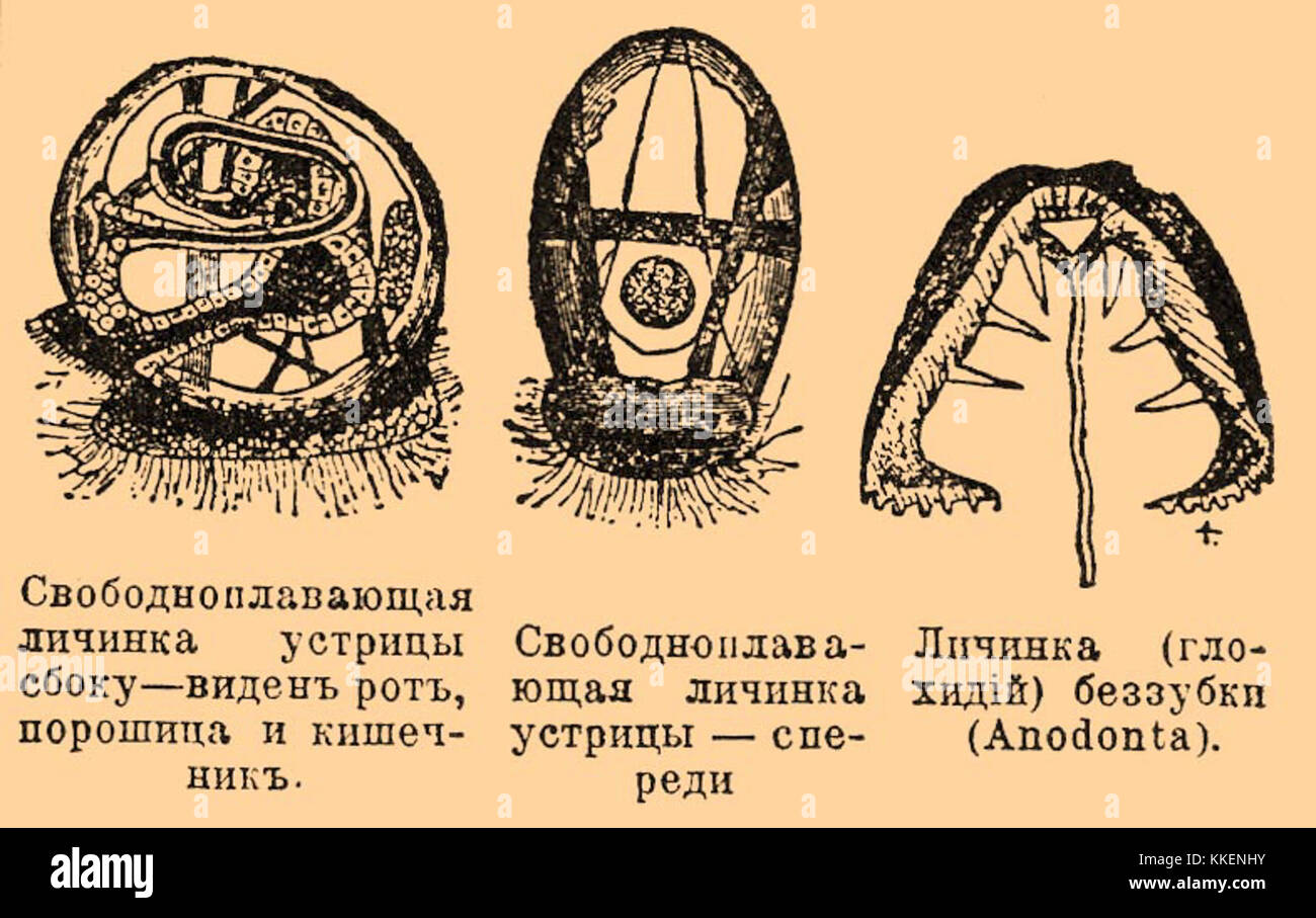 Свободноплавающие личинки. Свободноплавающие личинки. Скорпионовые мухи личинка. Личинка планула кишечнополостных. Муха скорпионница личинка.