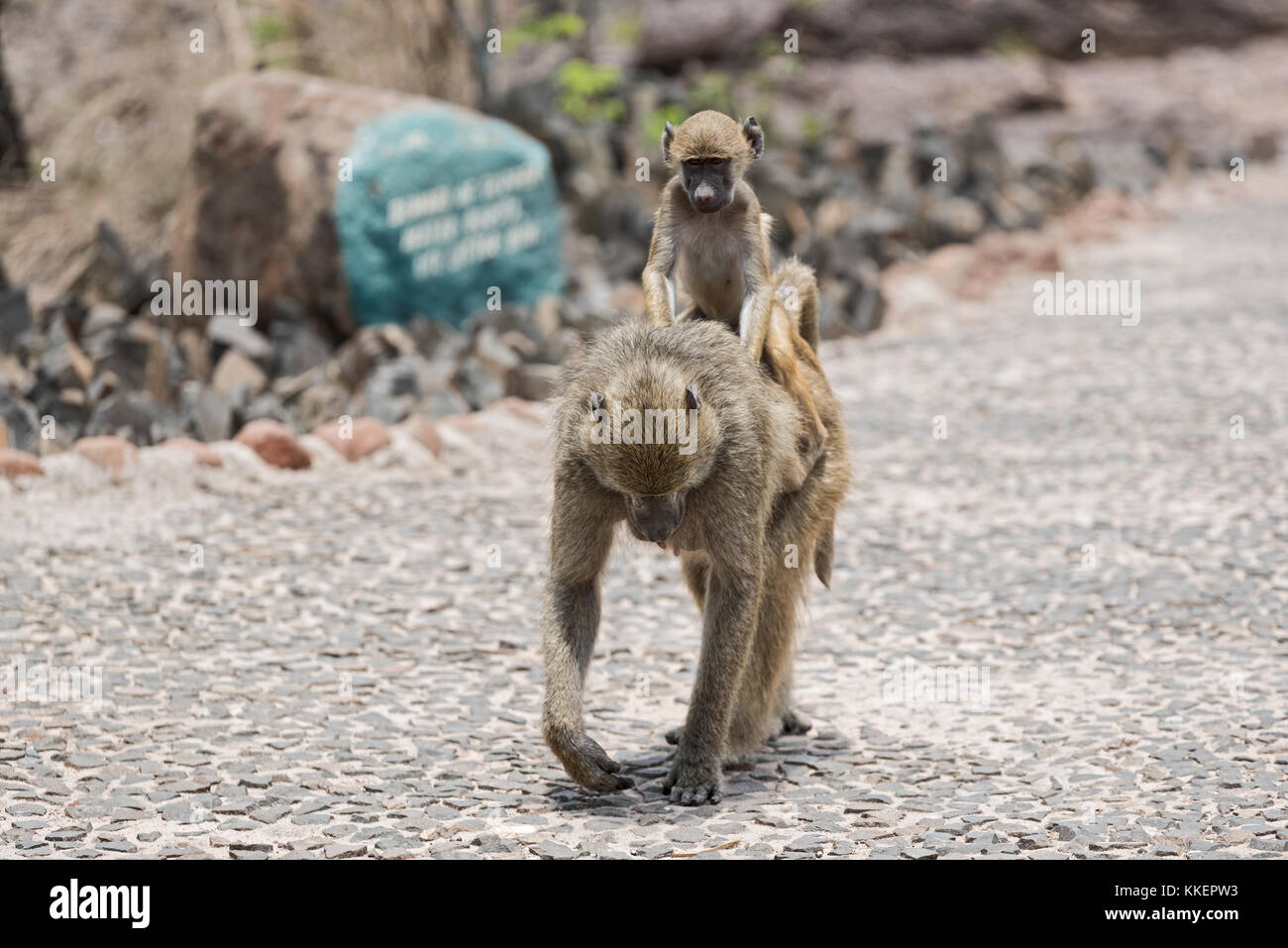 baboon (Papio cynocephalus) riding on the back of its mother, Zambia ...