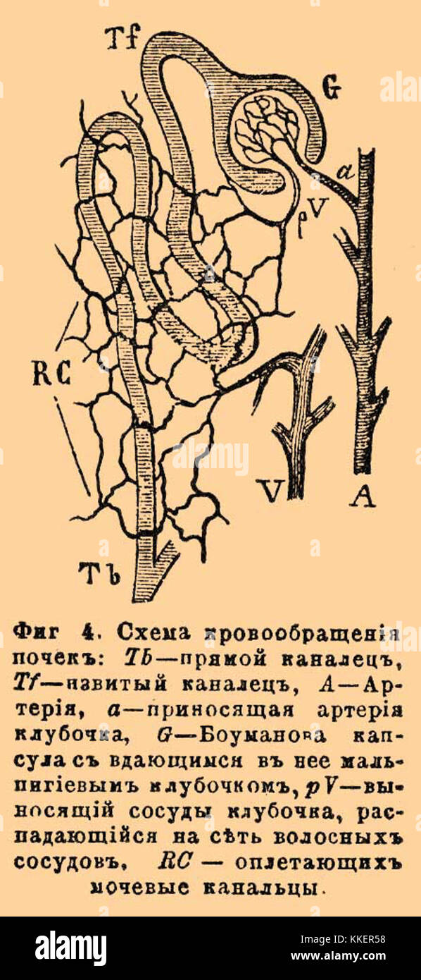 Кровоснабжение почки схема. Кровоснабжение почки почки чудесная сеть. Схема кровоснабжения почки физиология. Чудесная сеть почки схема. Схема капилляров почки.