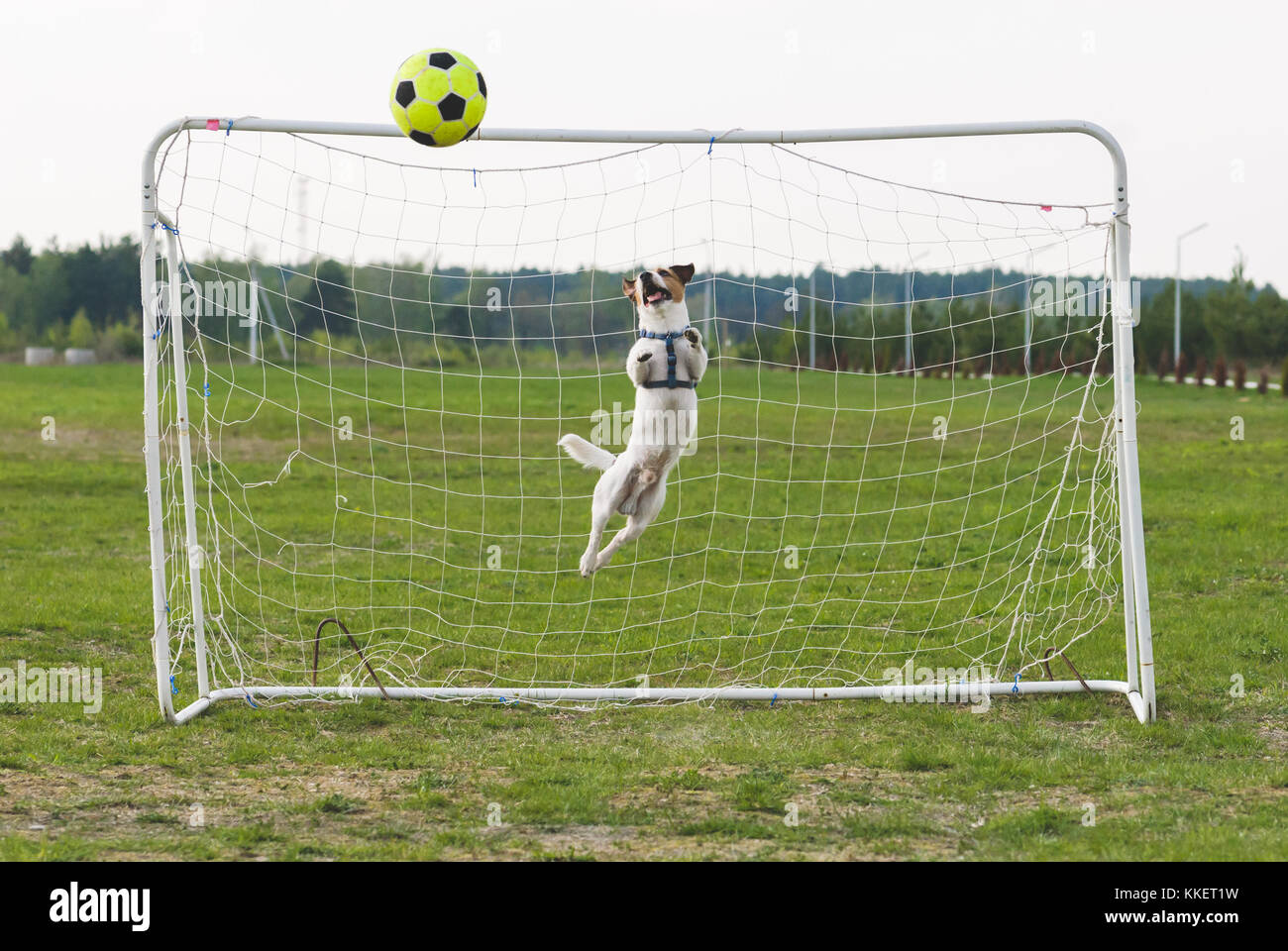 Funny dog playing football as a goalkeeper (curved  jump) Stock Photo