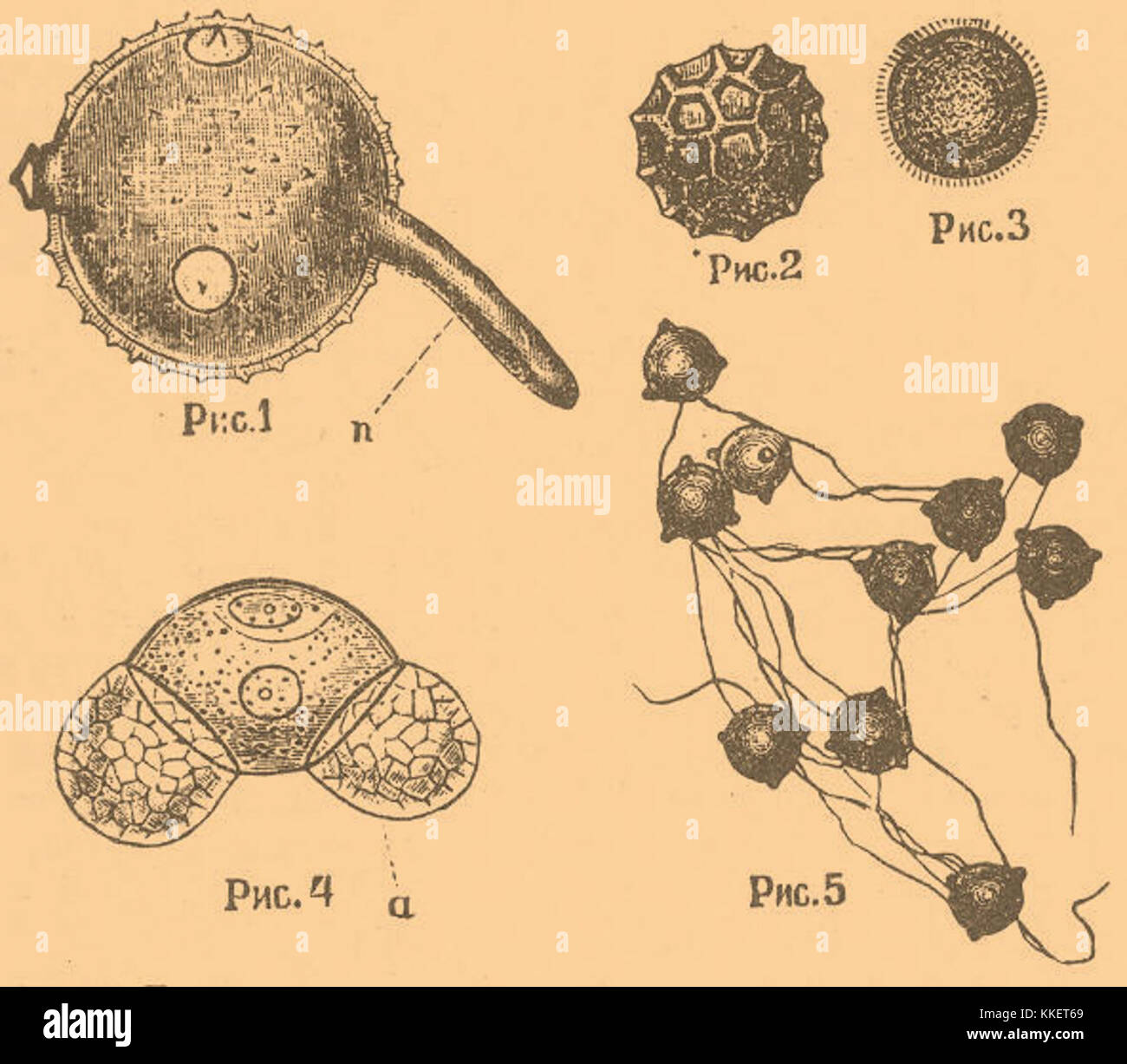 Схема развития пыльцевого зерна. Семязачаток голосеменных растений. Строение пыльцевого зерна. Пыльцевые зерна хвойных растений. Цикл развития сосны обыкновенной егэ.