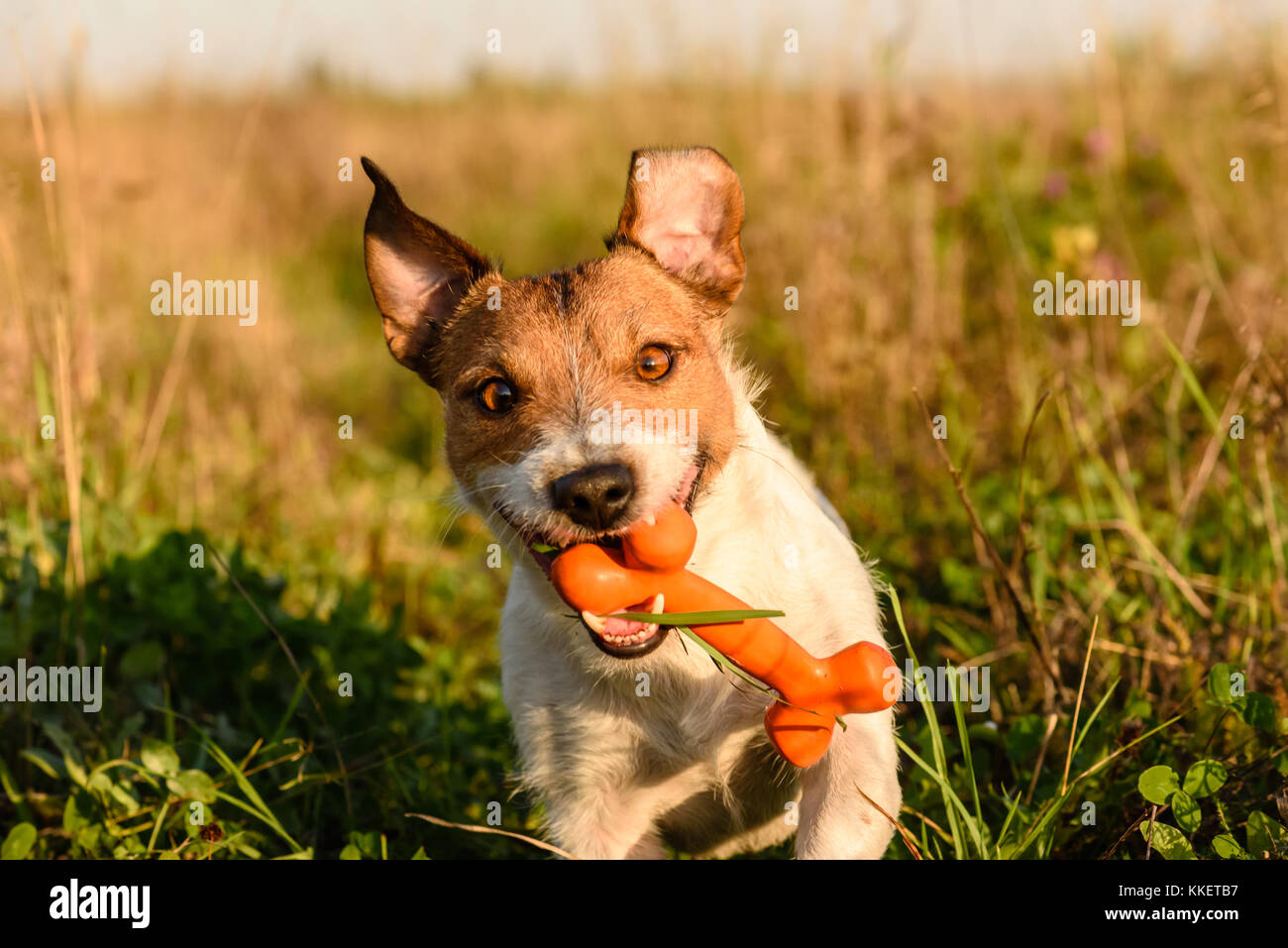 Dog with toy bone dashing through autumn field with toy bone in mouth Stock Photo