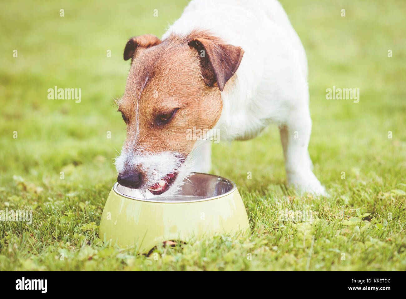 Thirsty dog drinking water from green metallic bowl at sunny hot day Stock Photo