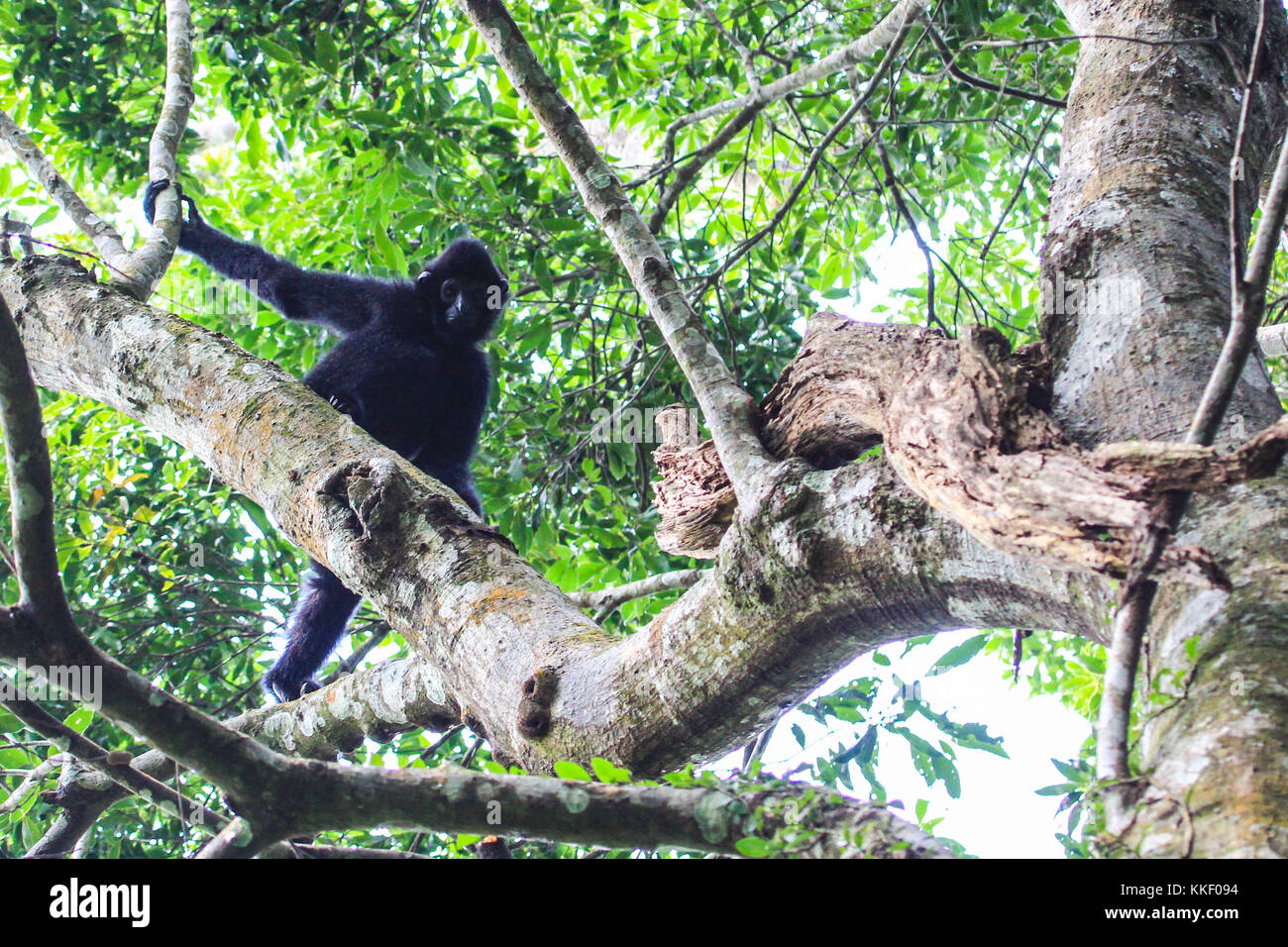 (171202) -- HAIKOU, Dec. 2, 2017 (Xinhua) -- Photo taken on Oct. 27, 2017 shows a Hainan gibbon on a tree at the Bawangling National Nature Reserve in Changjiang, south China's Hainan Province. The Hainan gibbon, or Nomascus Hainanus, is the world's rarest primate, and probably rarest mammal species. Once numbered around 2,000 in the 1950s, they underwent a sharp decline in the late 20th century largely due to habitat loss and hunting. Typically living in rainforest trees over 10 meters tall, the Hainan black crested gibbon (Nomascus hainanus), with long arms and legs but no tail, rarely sets Stock Photo