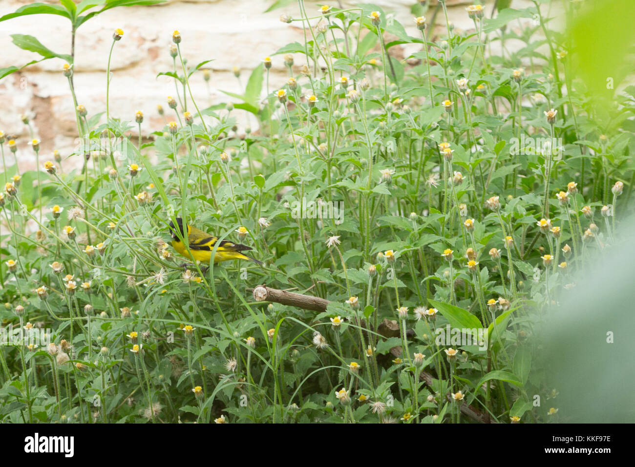 Asuncion, Paraguay. 6th Dec, 2017. A male hooded siskin (Spinus magellanicus) small passerine bird feeds on wild flowers in backyard during cloudy day in Asuncion, Paraguay. Credit: Andre M. Chang/ARDUOPRESS/Alamy Live News Stock Photo