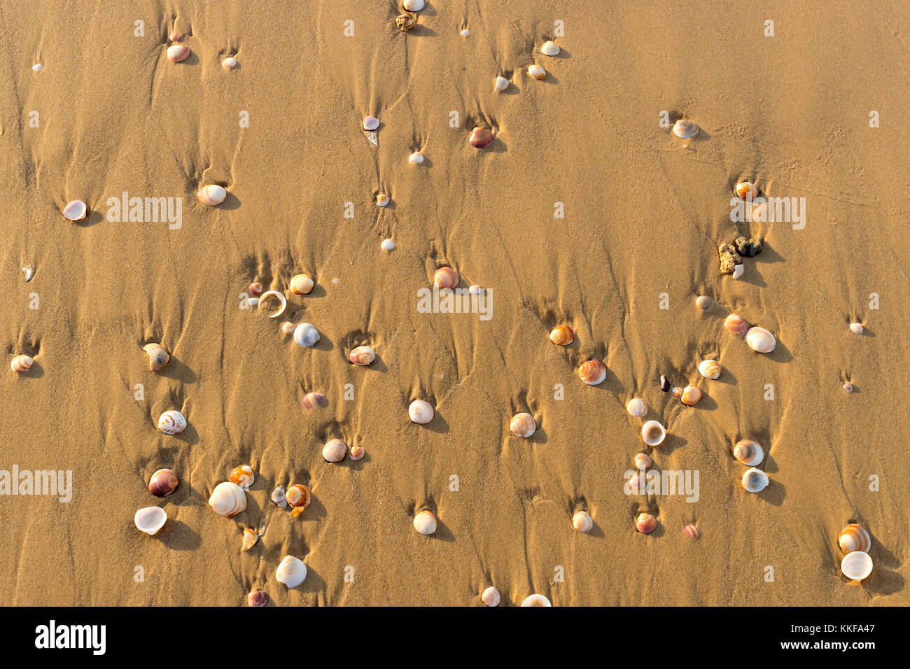 Background of sea sand with shells close-up Stock Photo